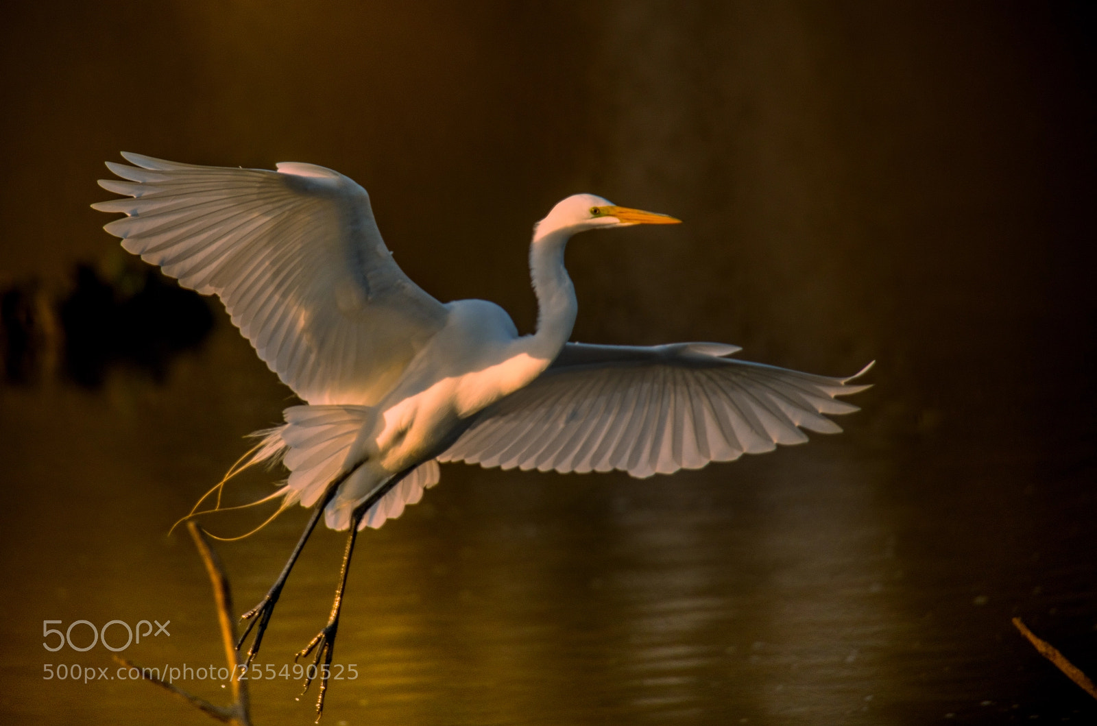 Nikon D850 sample photo. Egrets are back! photography