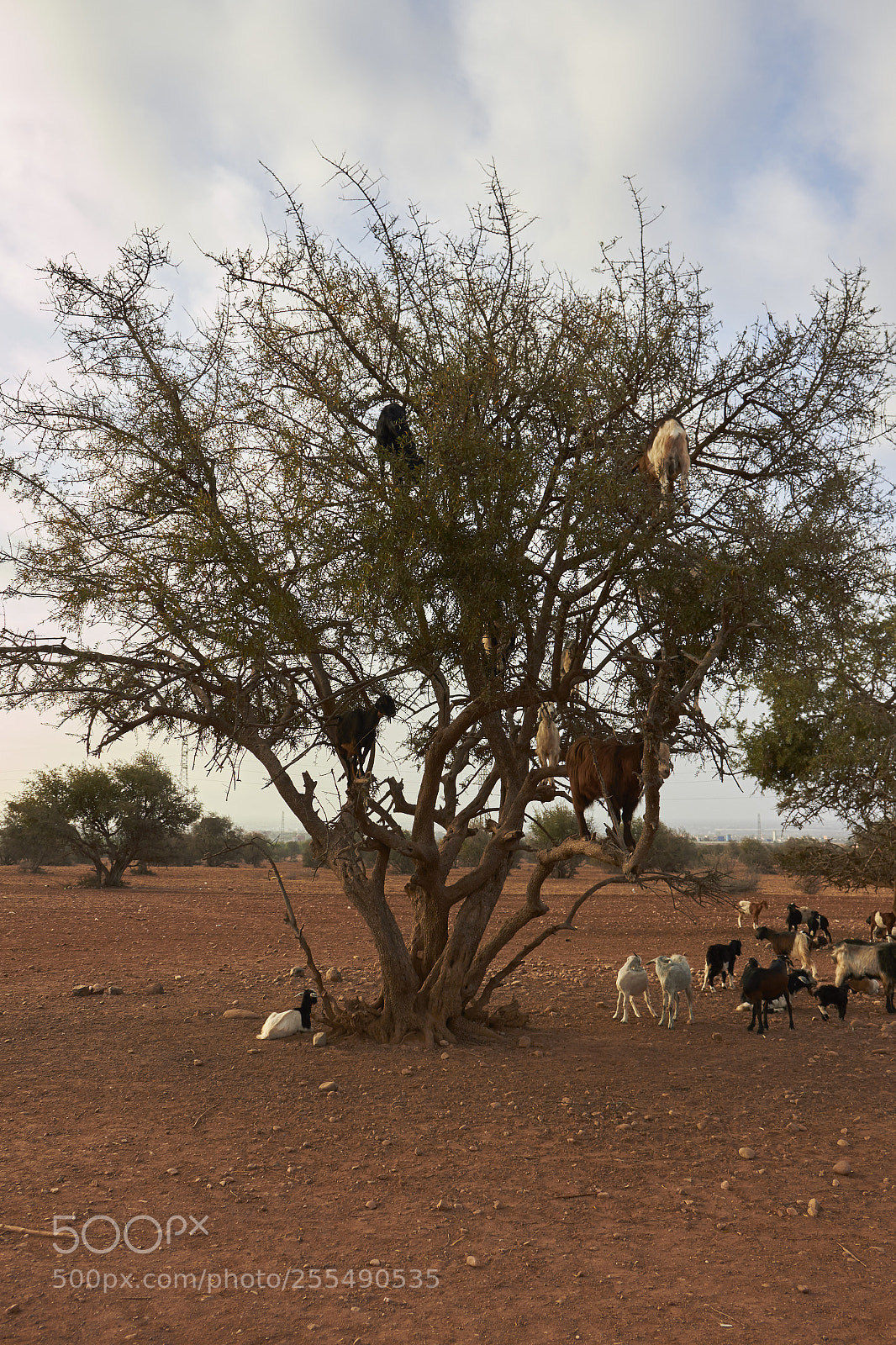 Canon EOS 100D (EOS Rebel SL1 / EOS Kiss X7) sample photo. Goats on the tree photography