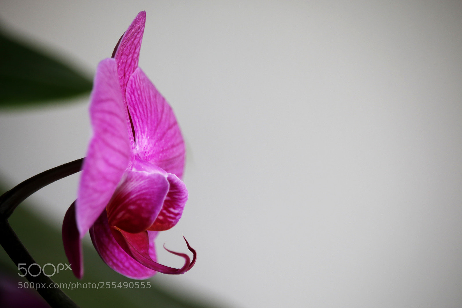 Canon EOS 70D sample photo. Orchidea photography