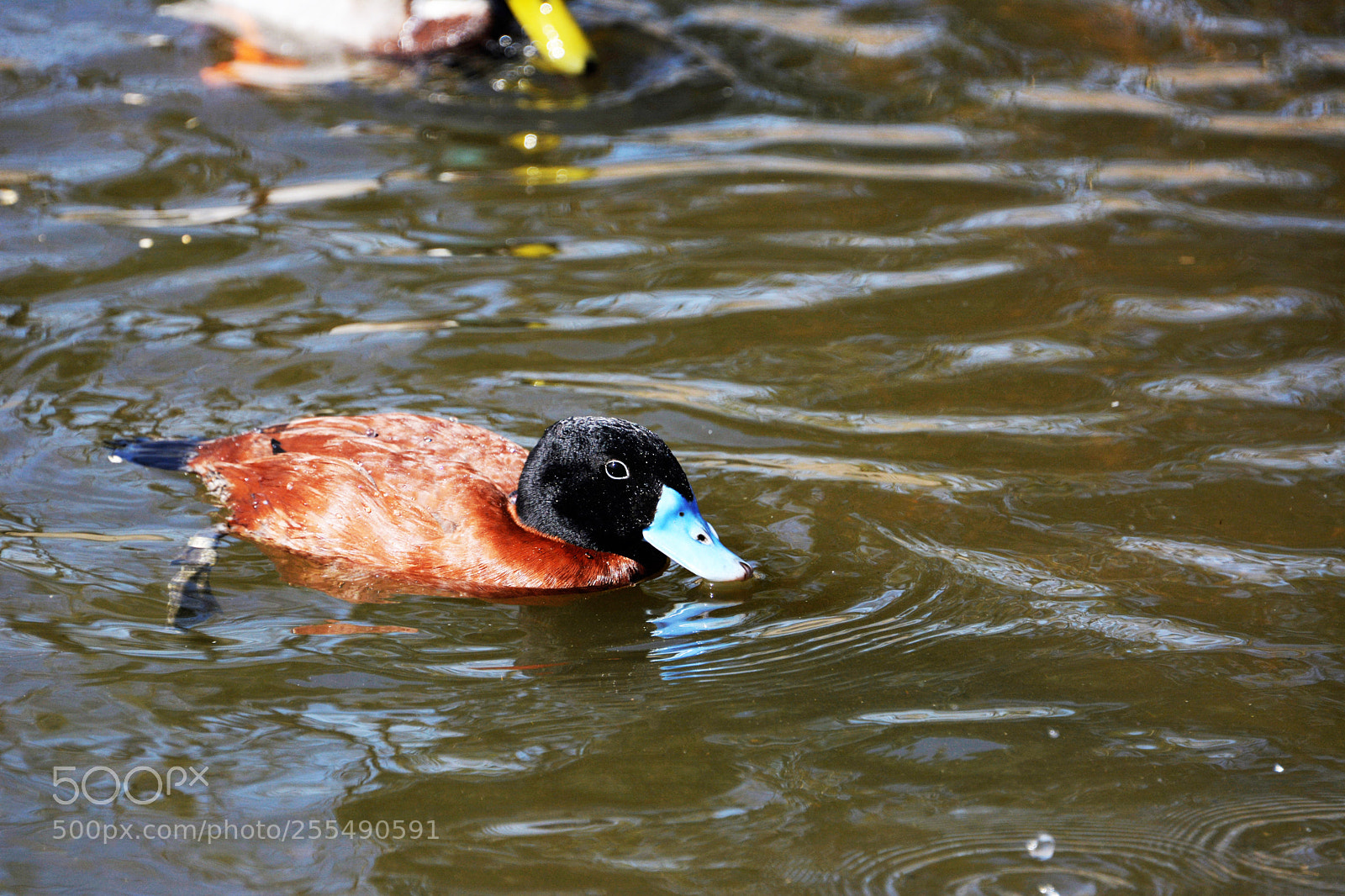 Nikon D7100 sample photo. Maccoa duck photography