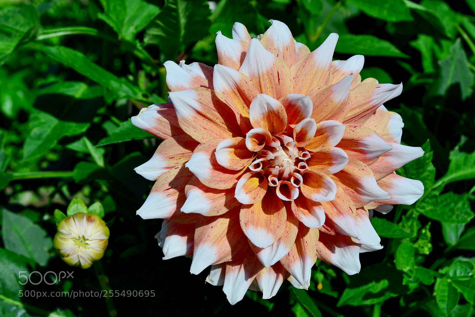 Nikon D600 sample photo. Dahlia photography