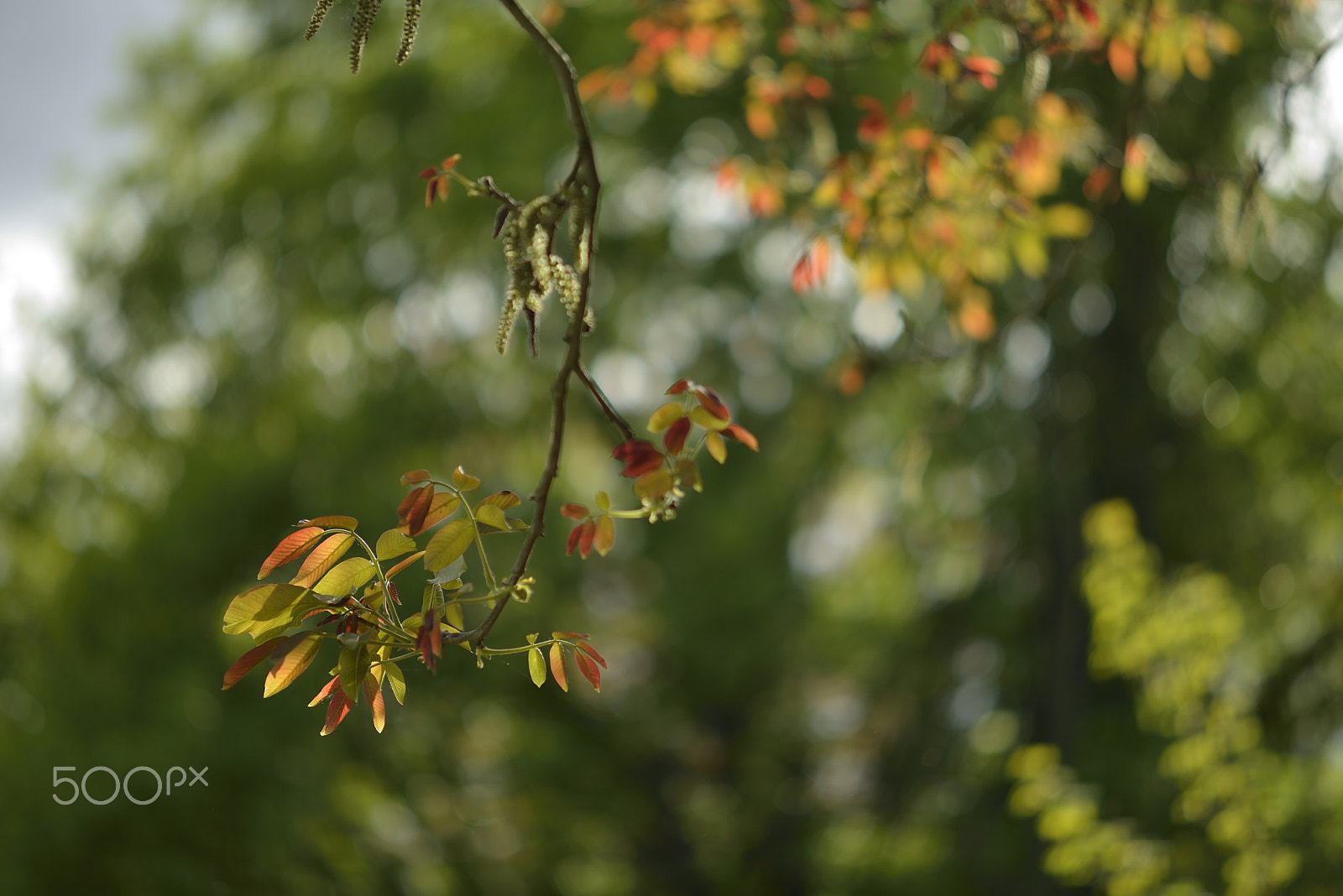 Nikon D800E + Zeiss Milvus 85mm f/1.4 sample photo. Spring colors / couleurs de printemps photography