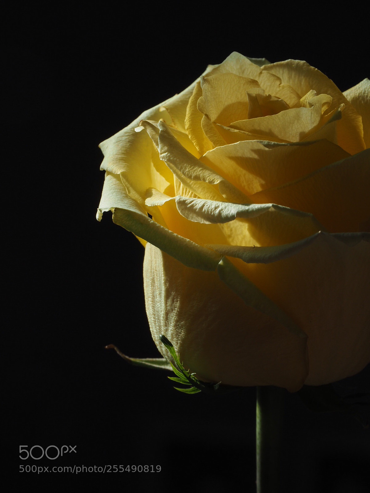 Olympus OM-D E-M5 II sample photo. Real? photography