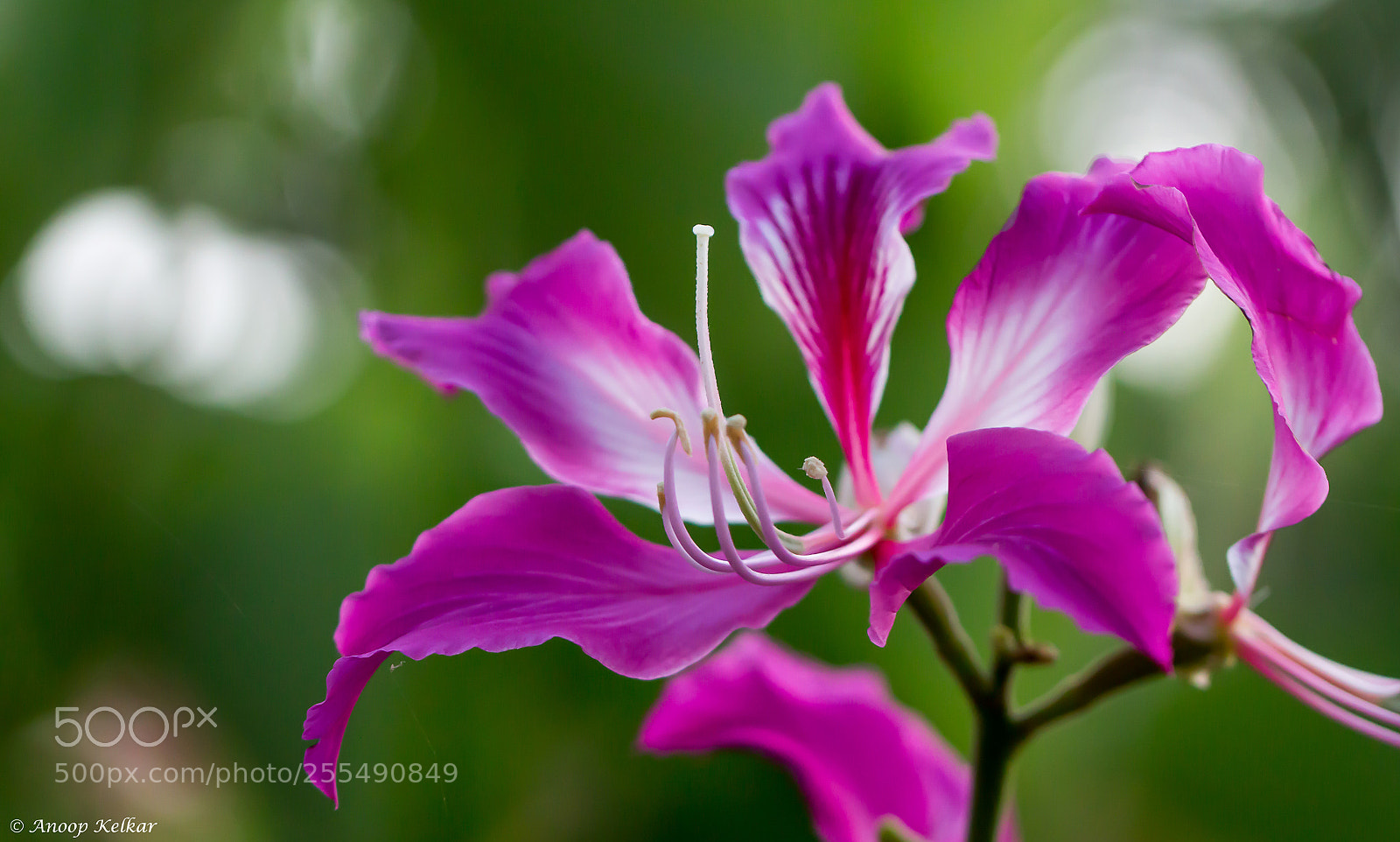 Canon EOS 700D (EOS Rebel T5i / EOS Kiss X7i) sample photo. Purple photography