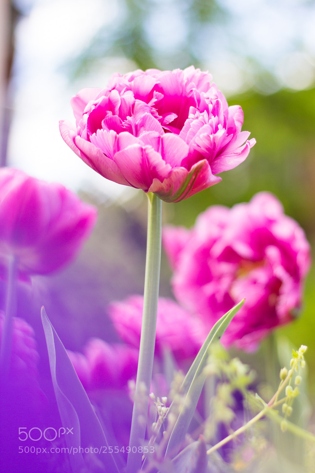 Canon EOS 7D sample photo. A tinge of viola photography