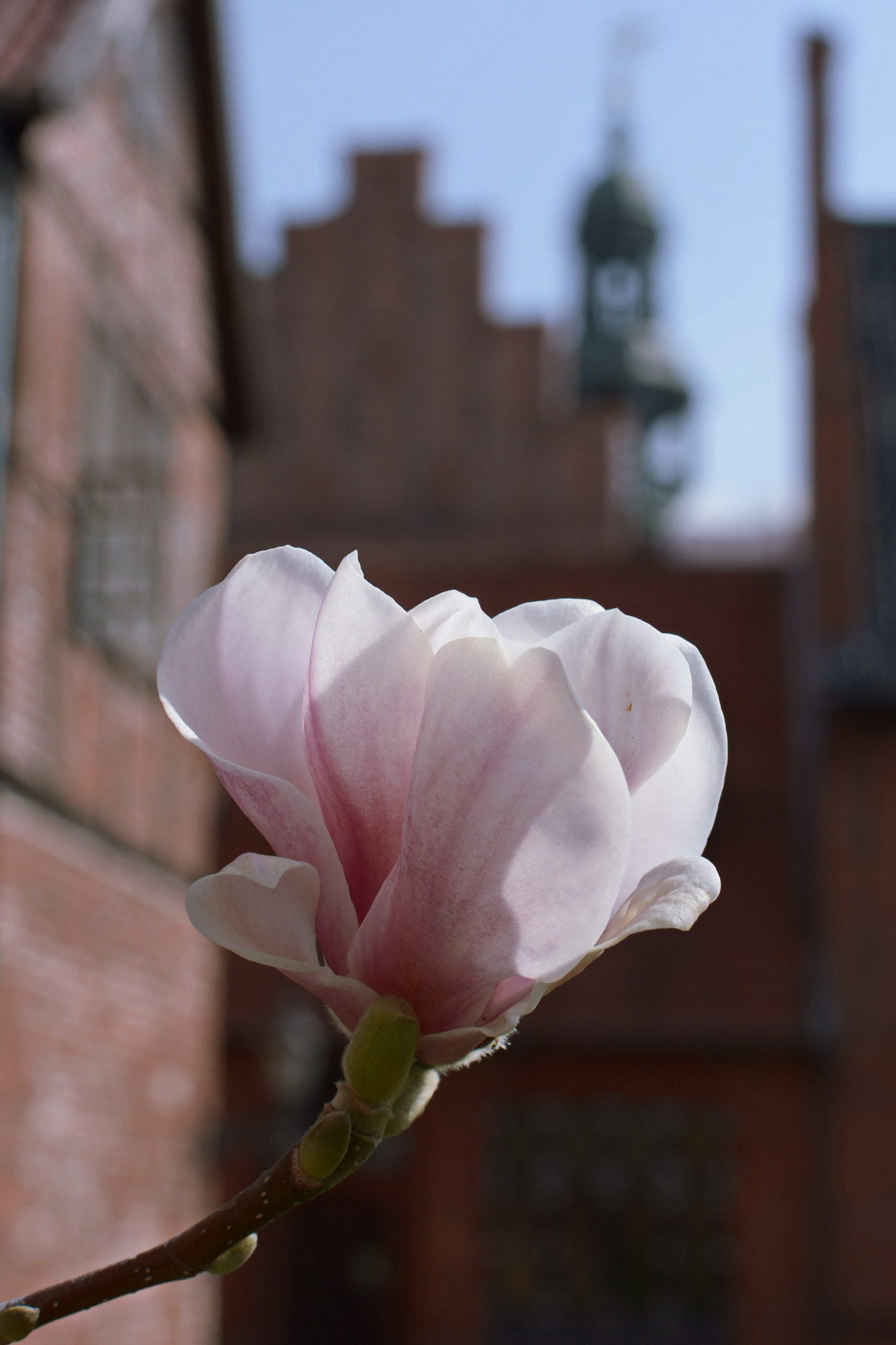 Nikon D7100 + Nikon AF-S DX Nikkor 35mm F1.8G sample photo. Tulip tree in the garden from town hall lüneburg photography