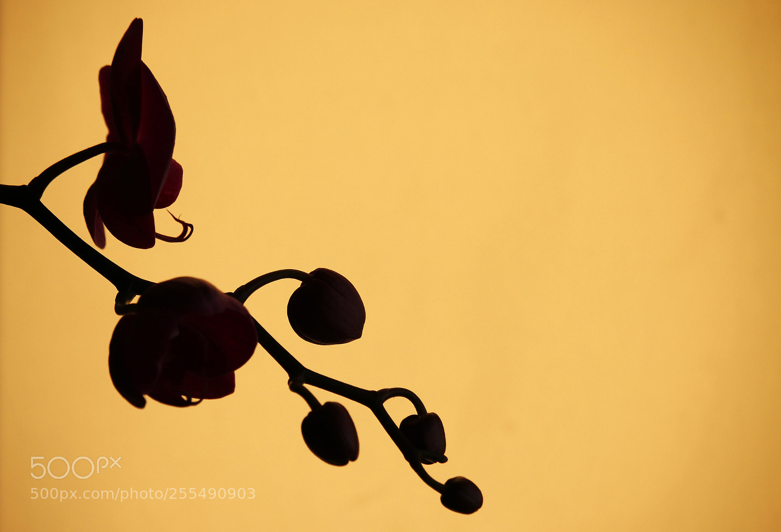 Canon EOS 70D sample photo. Orchidea silhouette photography