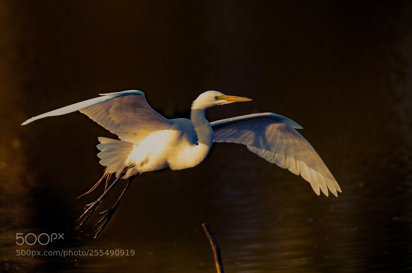 Nikon D850 sample photo. Egret air born! photography