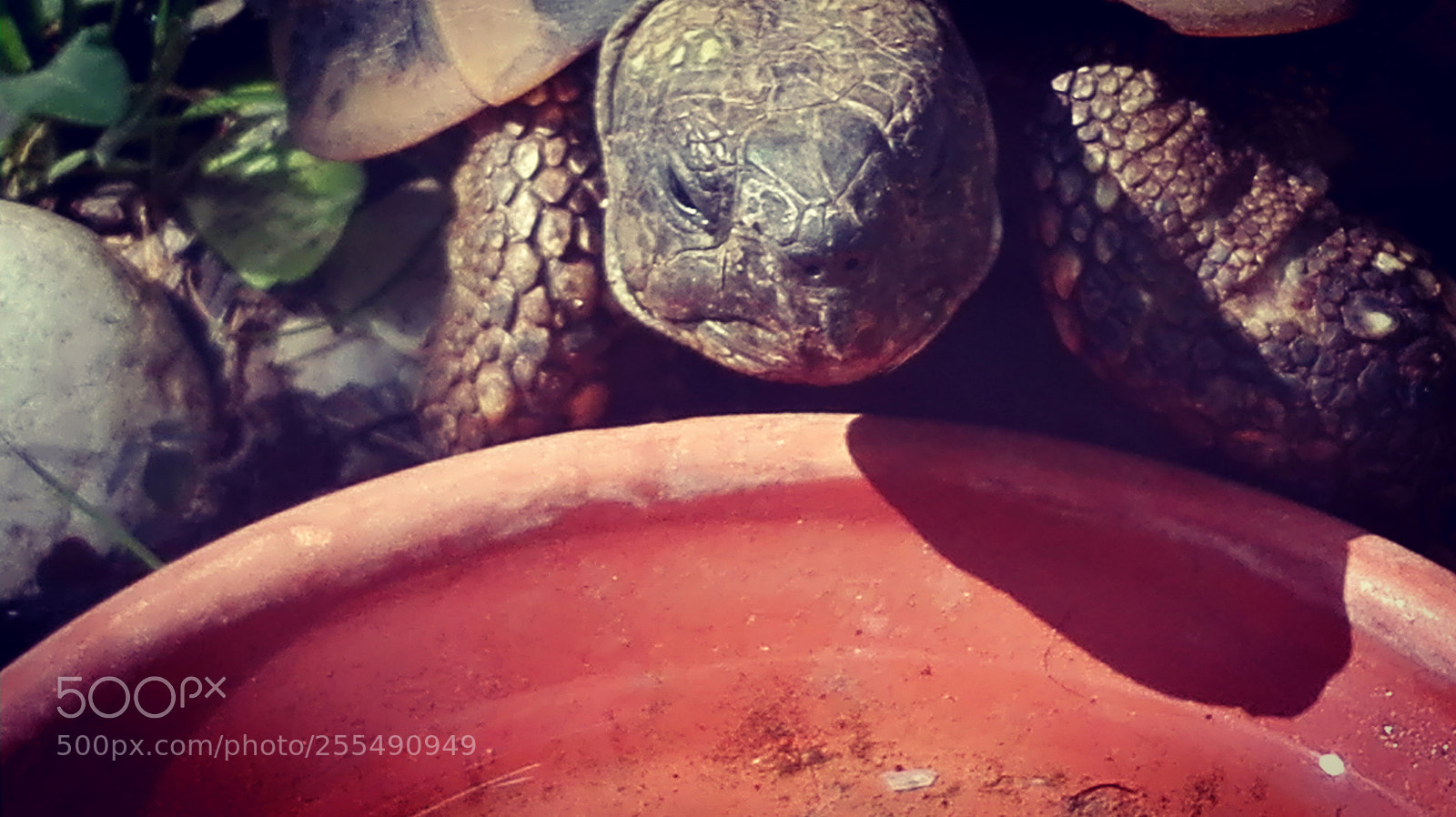 HUAWEI P8 Lite sample photo. Korny photography
