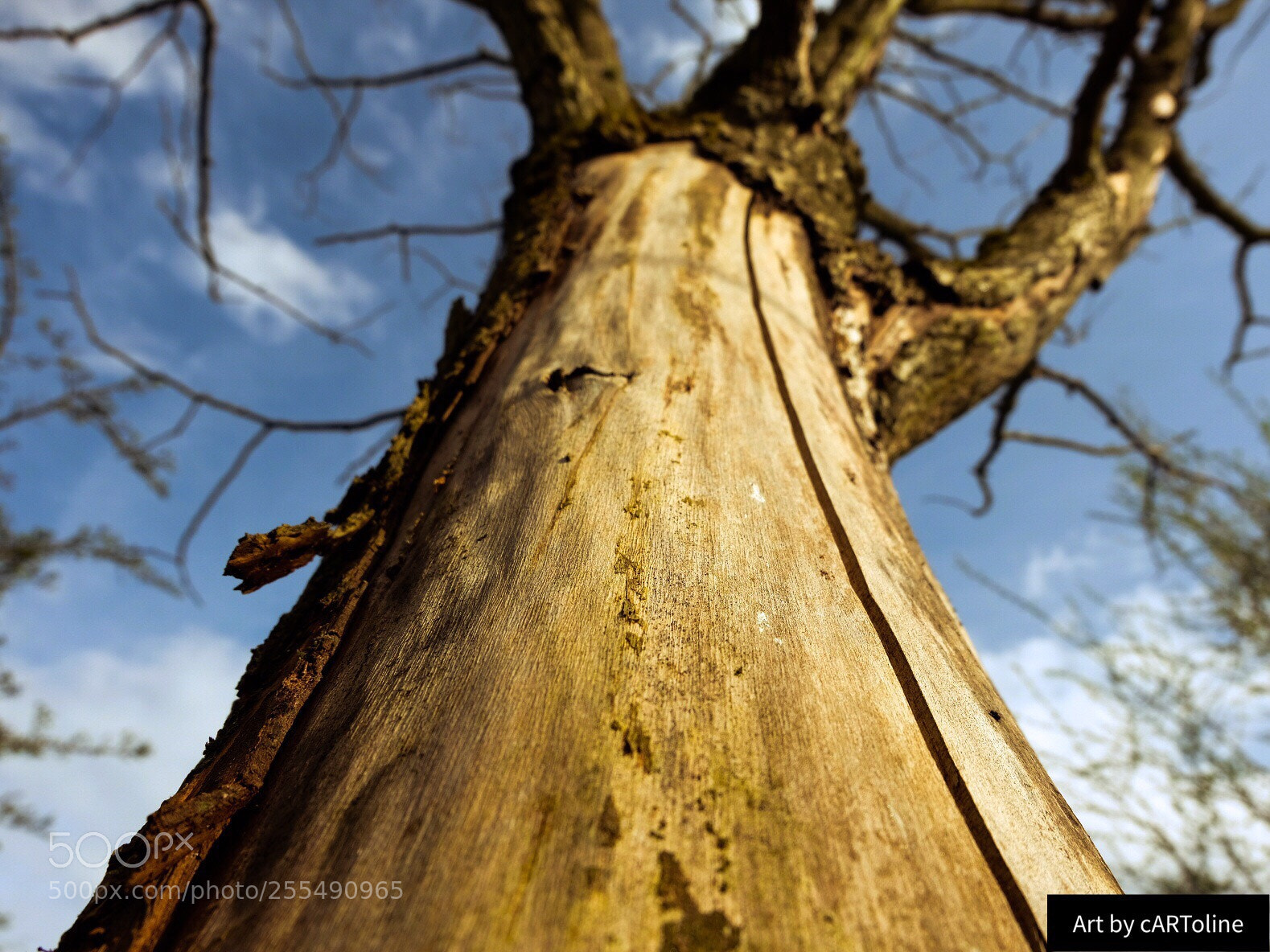 Fujifilm X-T20 sample photo. Tree photography