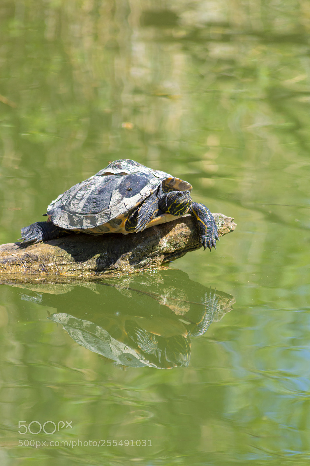 Nikon D3200 sample photo. Tortue photography