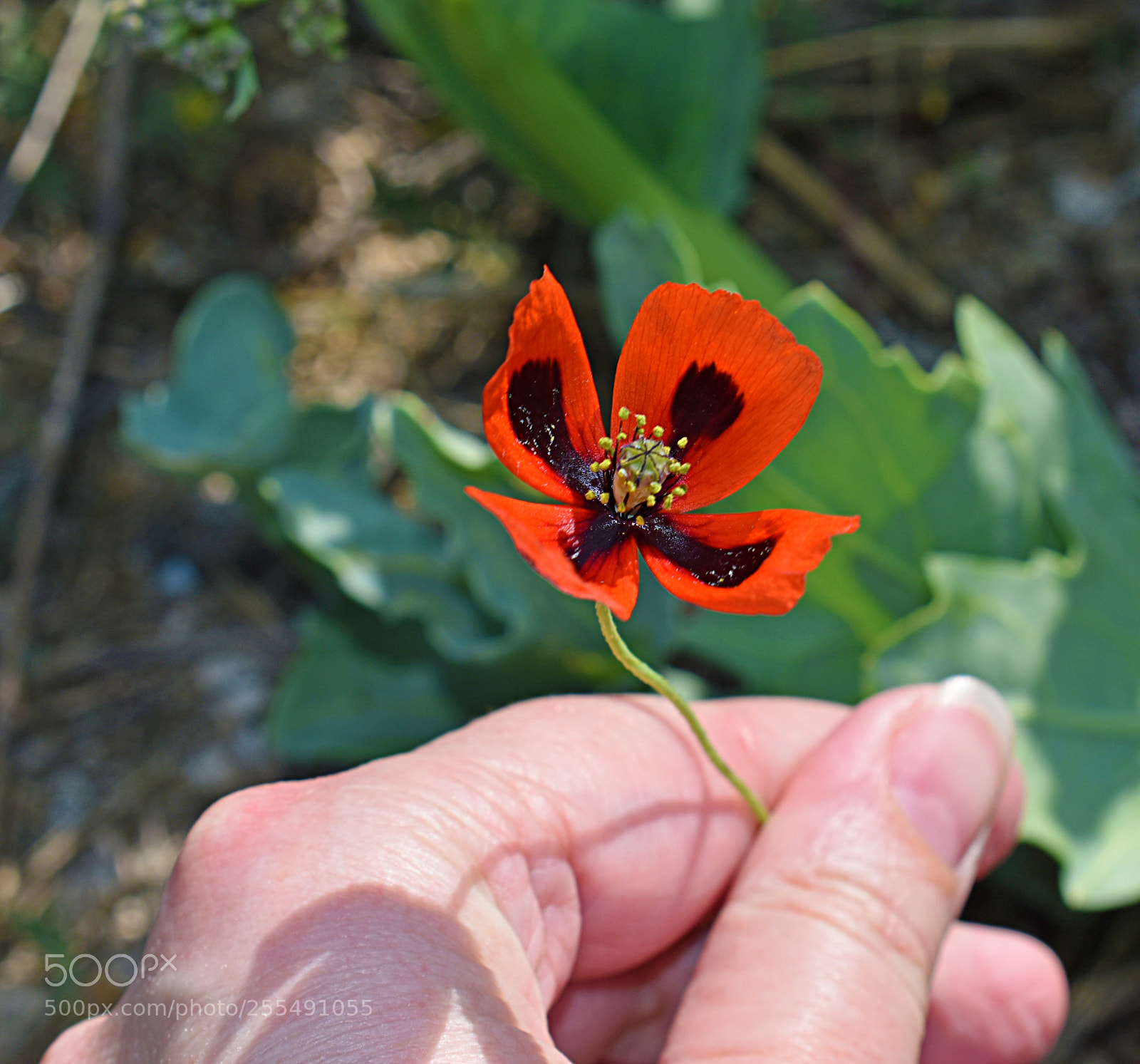 Nikon D5600 sample photo. Мак photography