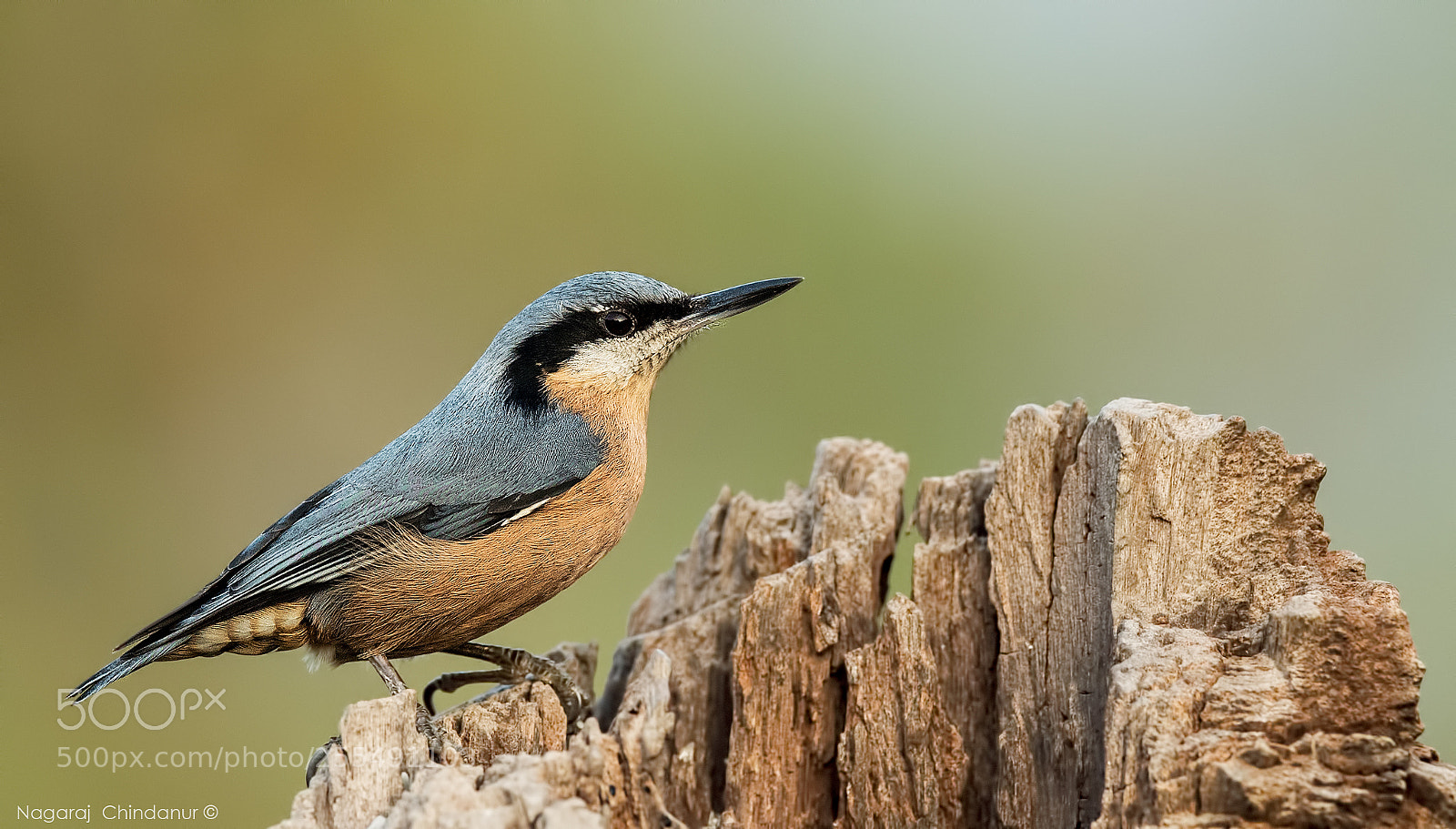 Nikon D5 sample photo. Chestnut-bellied nuthatch photography