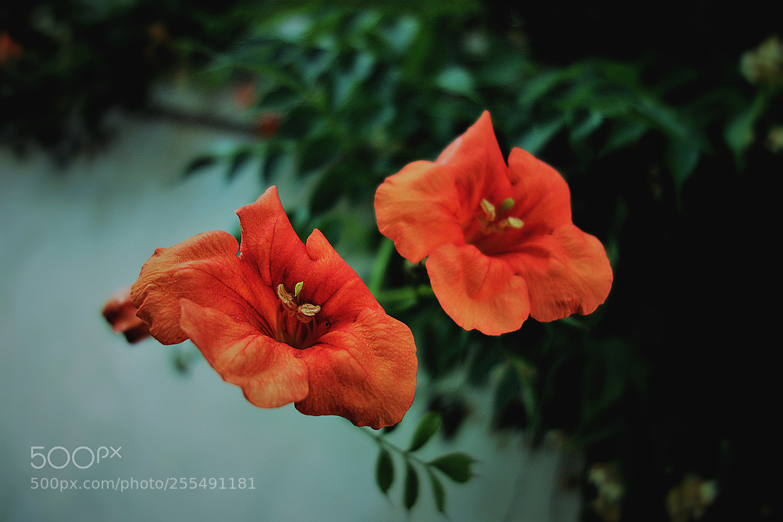 Sony Cyber-shot DSC-RX100 sample photo. Fiori photography