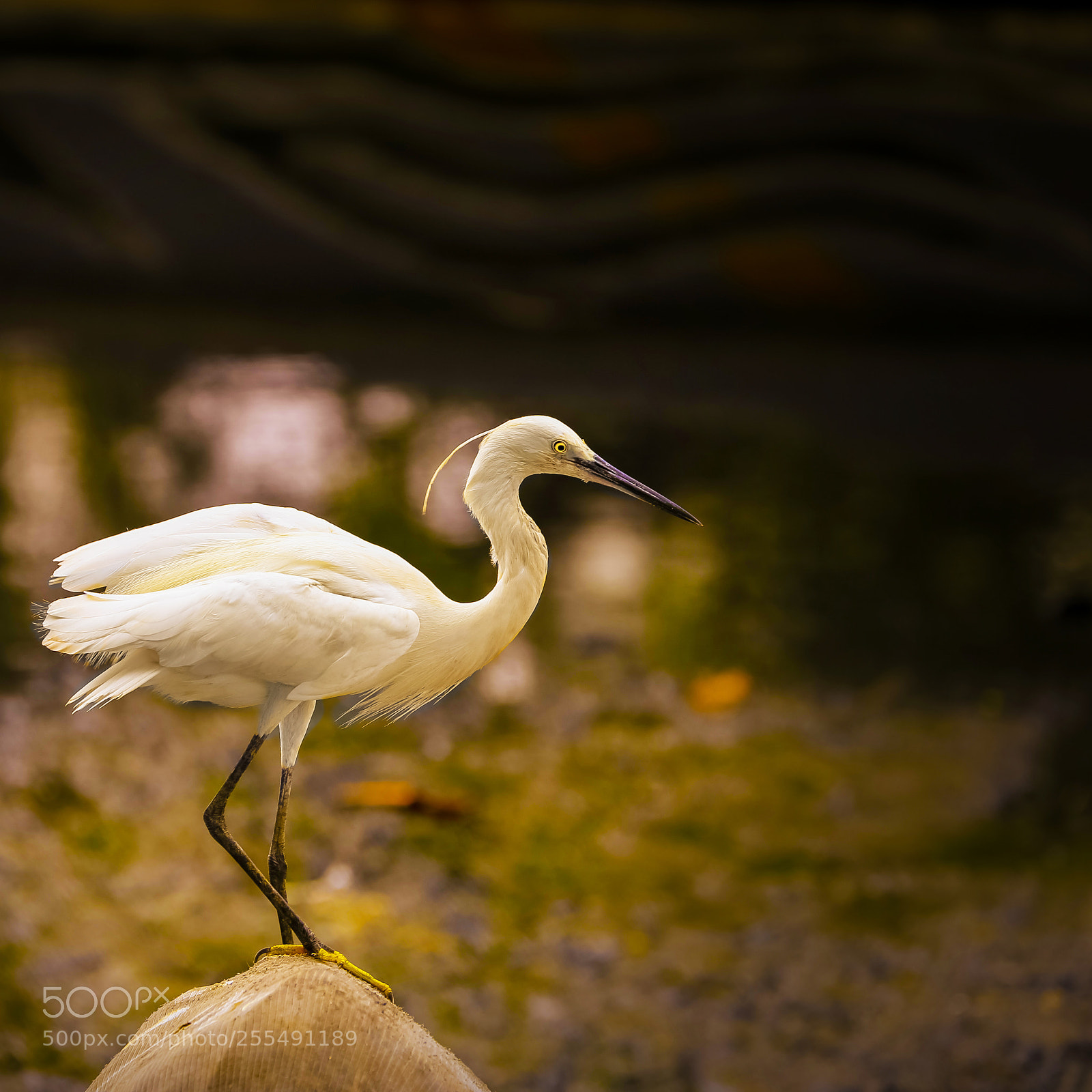 Canon EOS 6D sample photo. Sri lankan sea wader photography