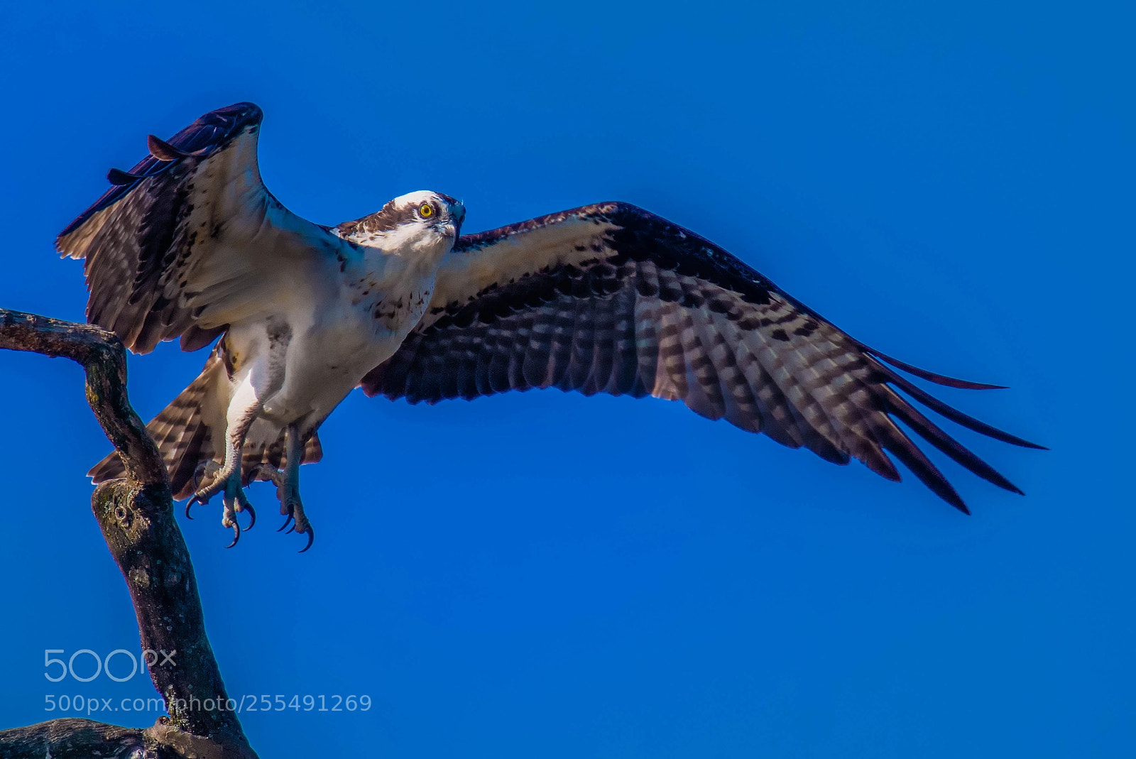 Nikon D850 sample photo. Off into wild blue photography