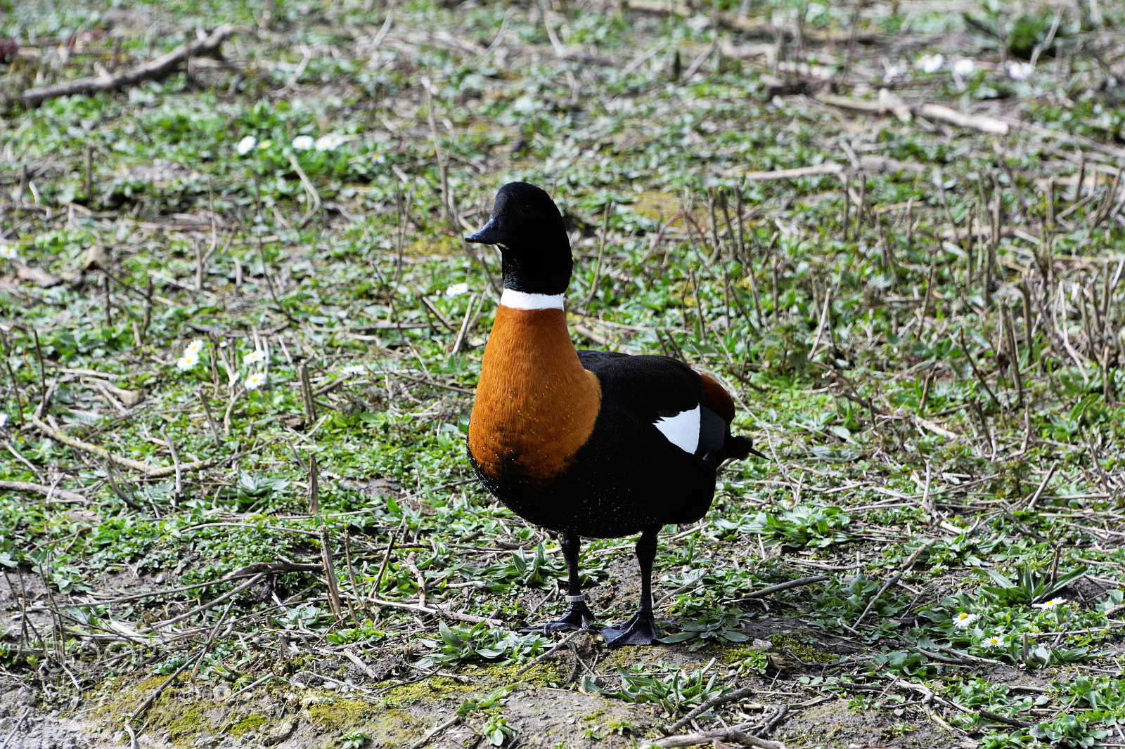 Nikon D7100 sample photo. Australian shelduck photography