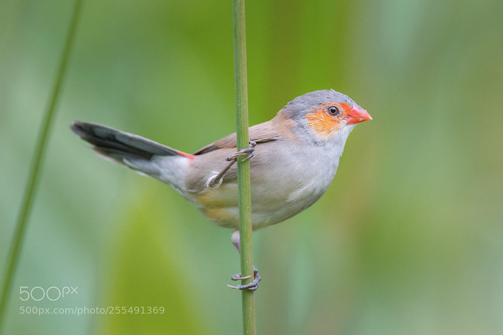 Nikon D850 sample photo. Orange-cheeked waxbill photography