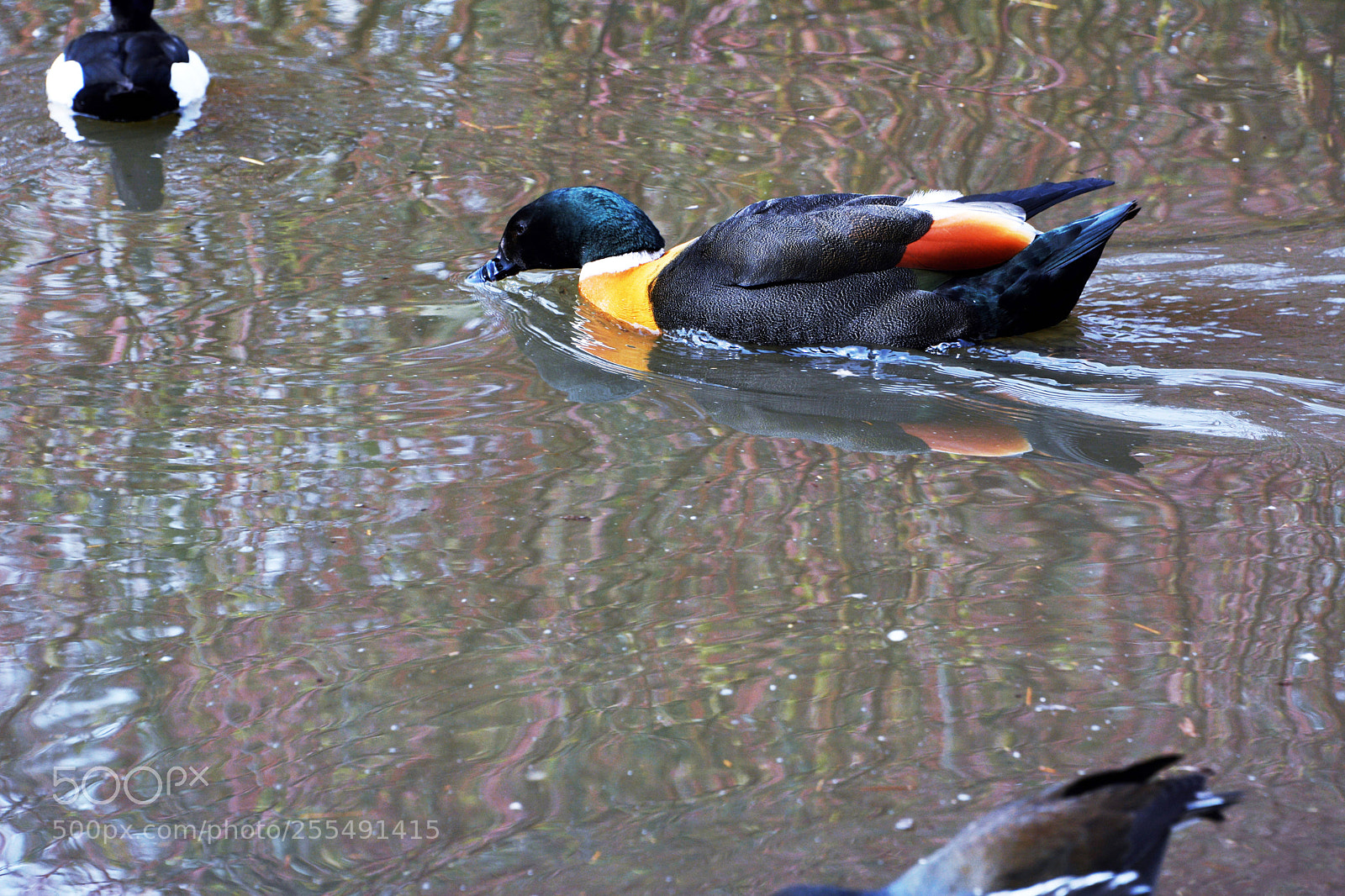 Nikon D7100 sample photo. Australian shelduck photography