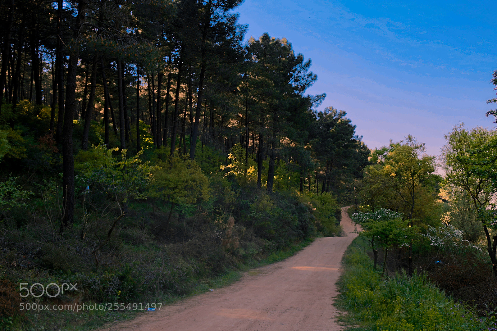 Canon EOS 100D (EOS Rebel SL1 / EOS Kiss X7) sample photo. Road to peace photography