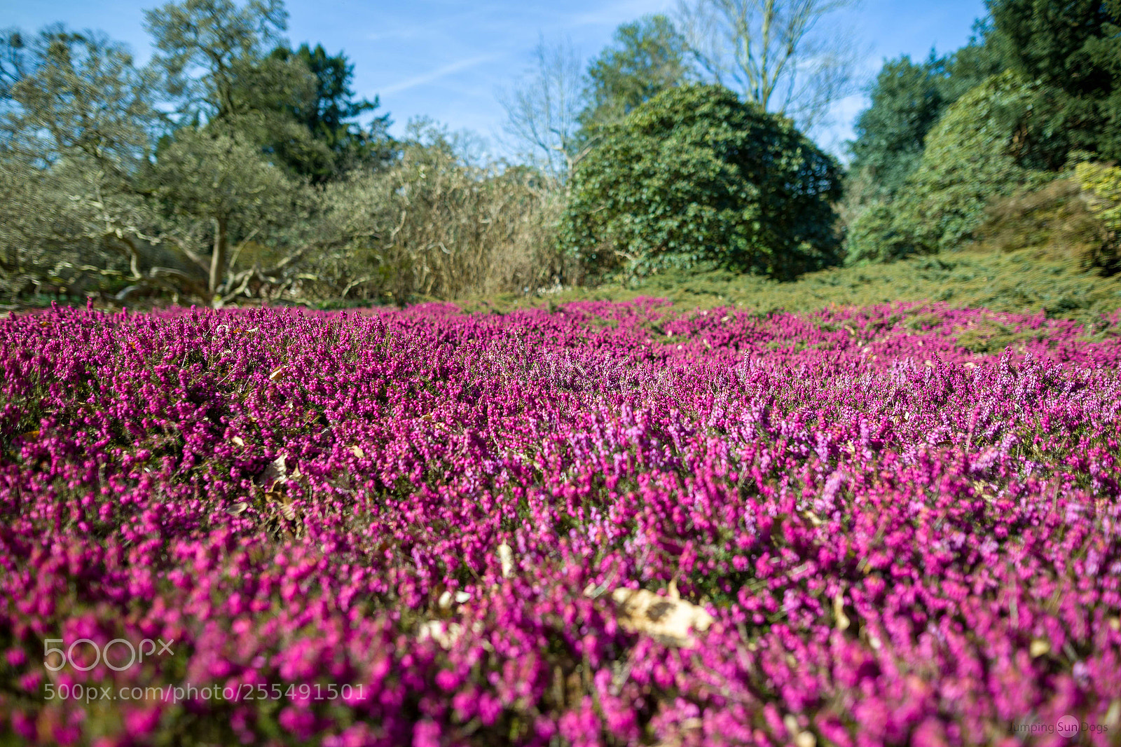 Canon EOS 6D sample photo. Purple fields photography
