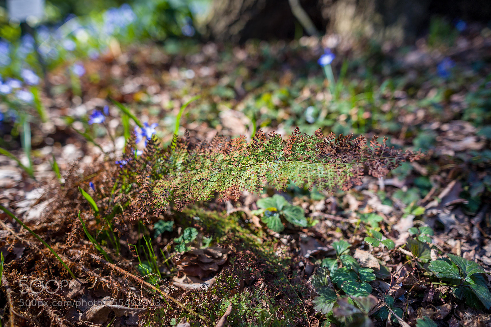 Canon EOS 6D sample photo. Fern photography