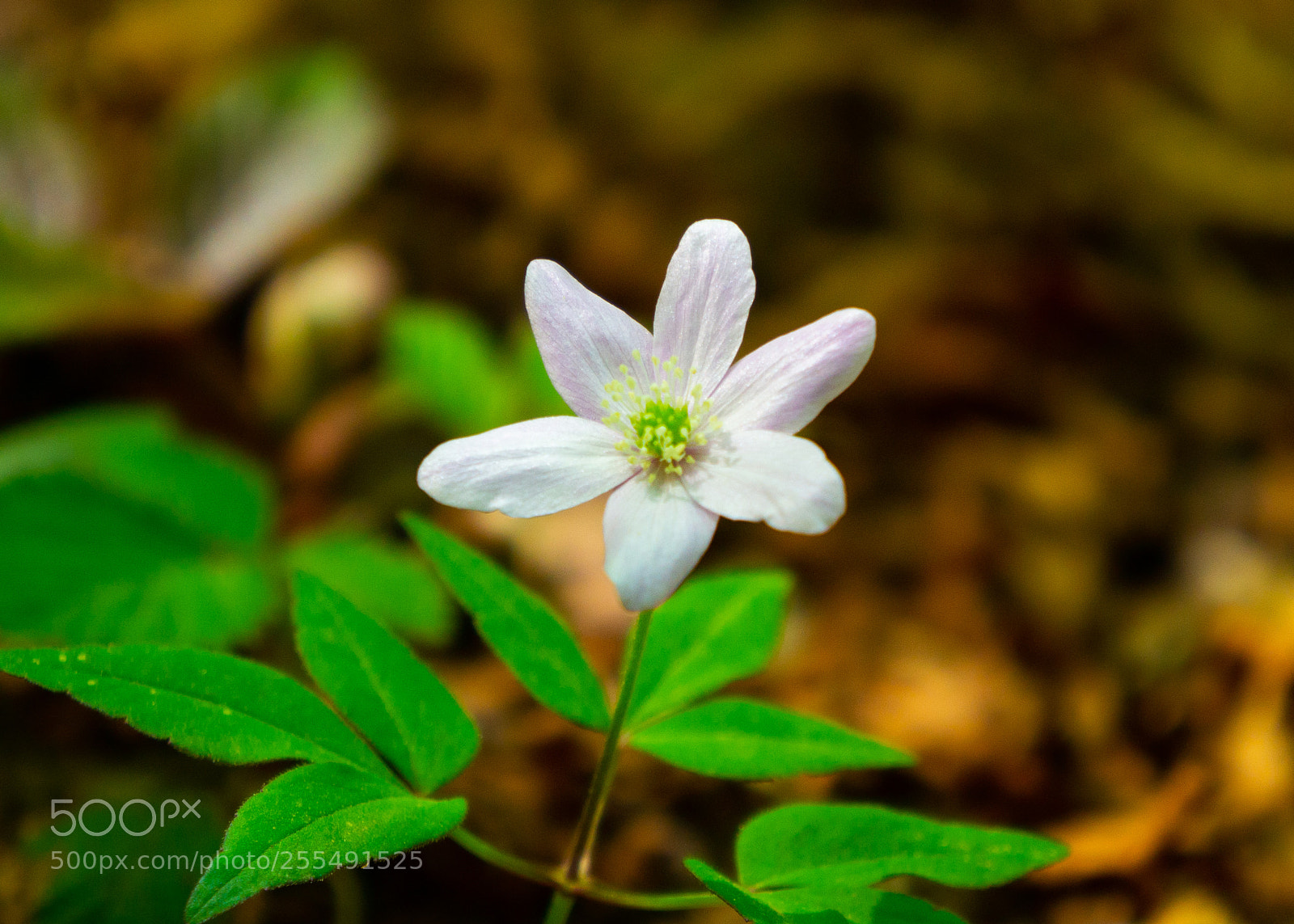 Sony Alpha NEX-5N sample photo. White flower photography