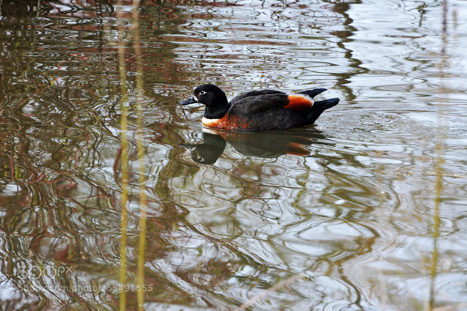 Nikon D7100 sample photo. Australian shelduck photography