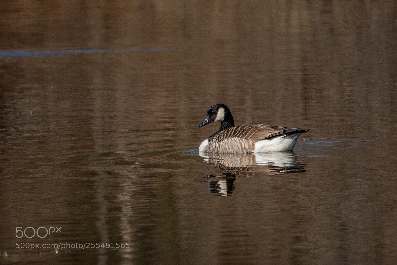 Nikon D7200 sample photo. Canada goose photography