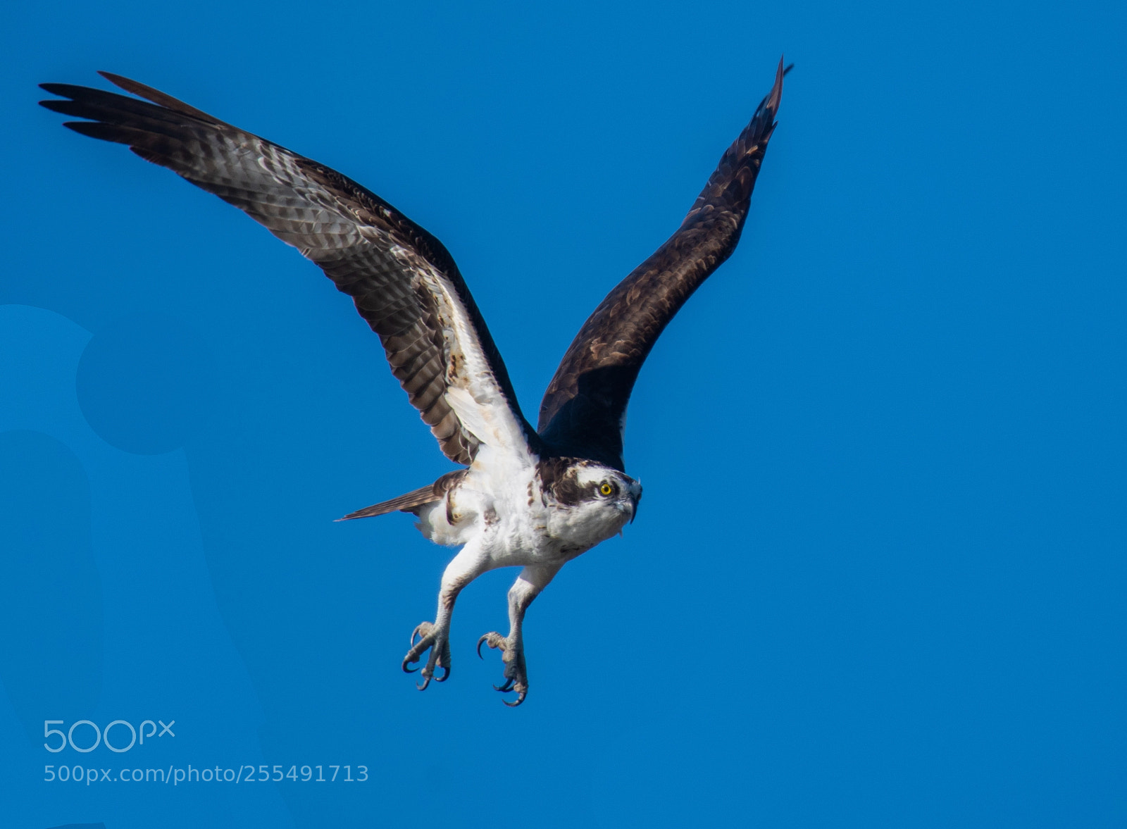 Nikon D850 sample photo. Osprey victory spread! photography