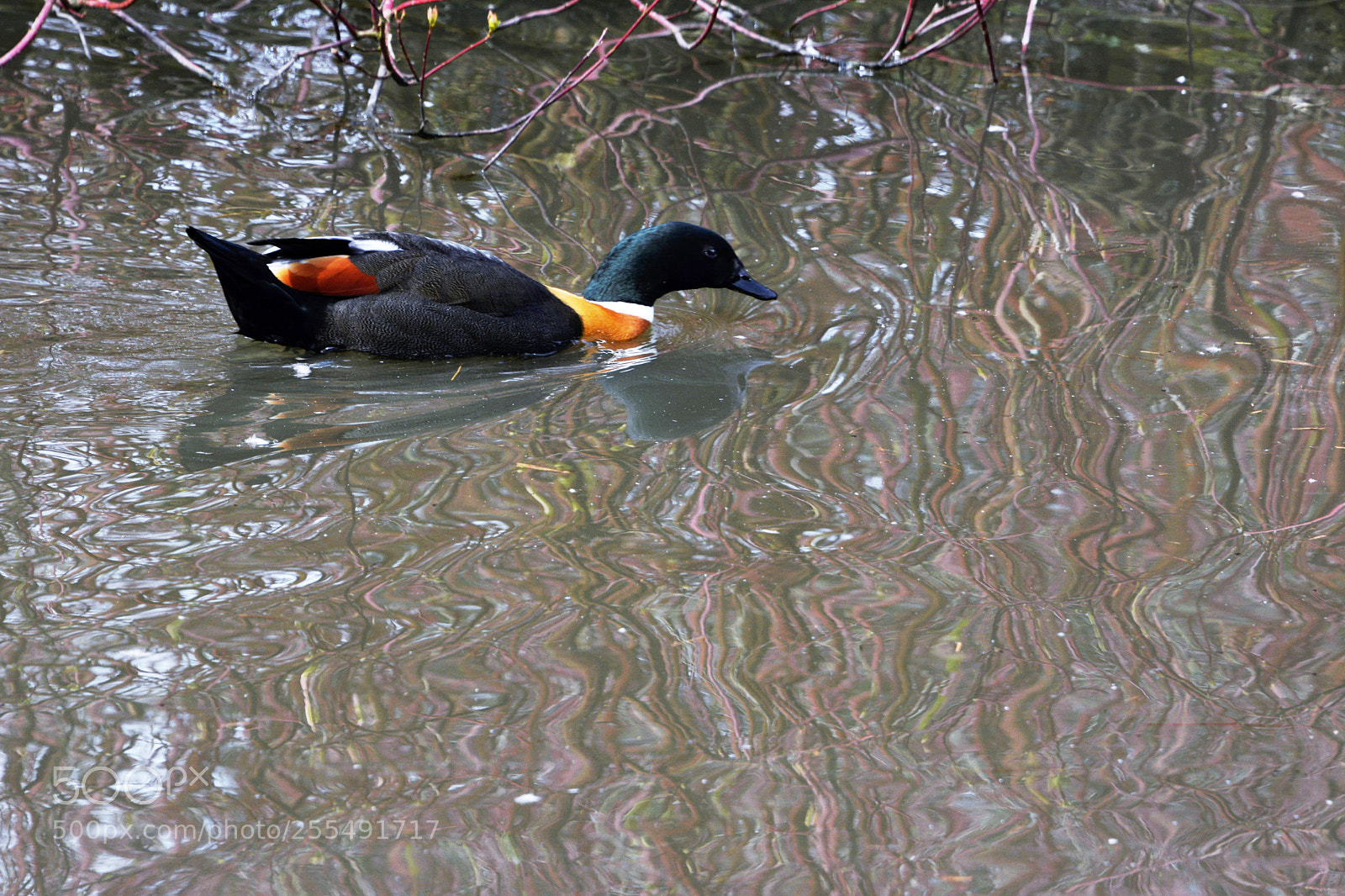 Nikon D7100 sample photo. Australian shelduck photography