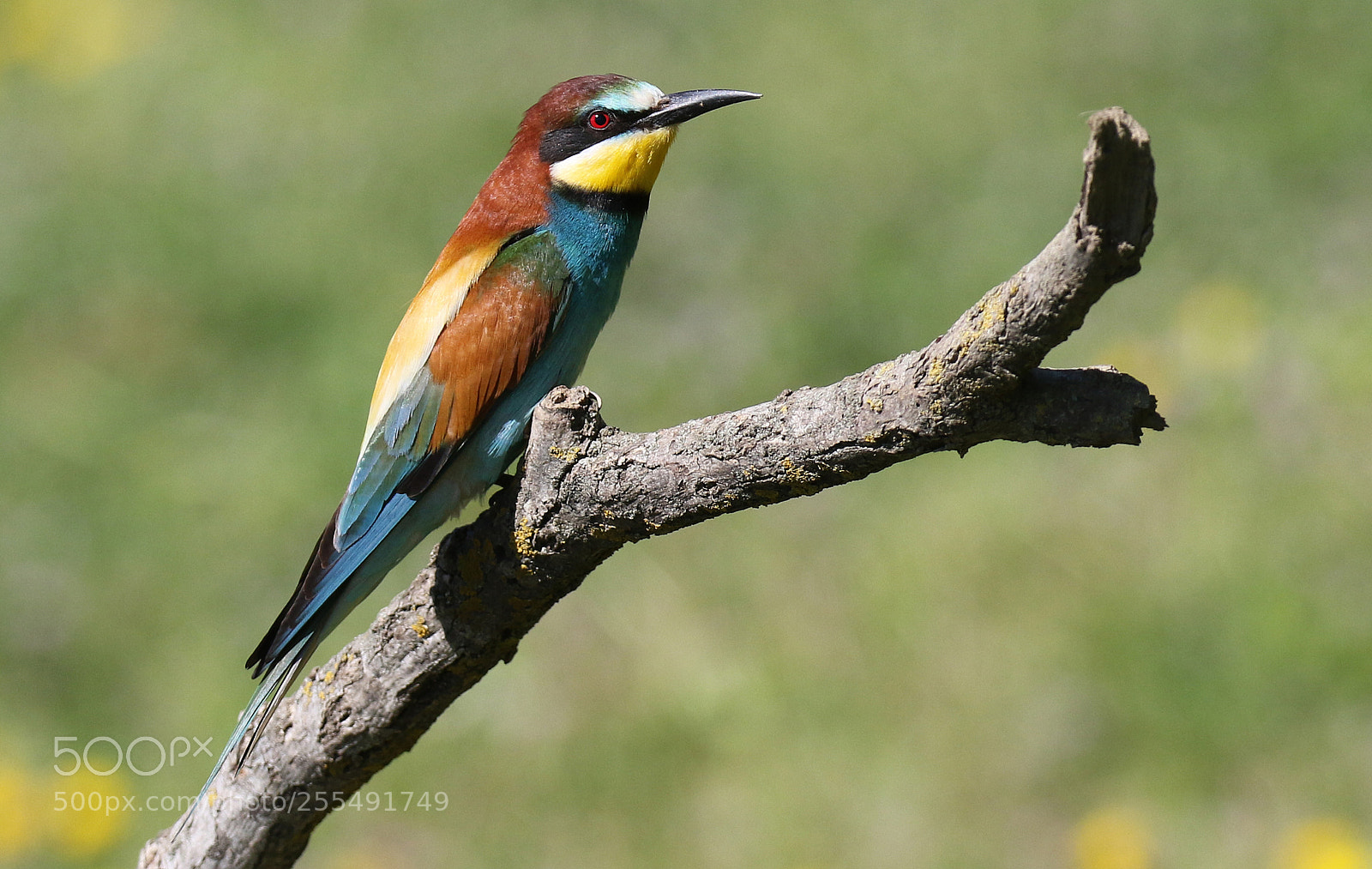 Canon EOS 7D Mark II sample photo. European bee-eater photography