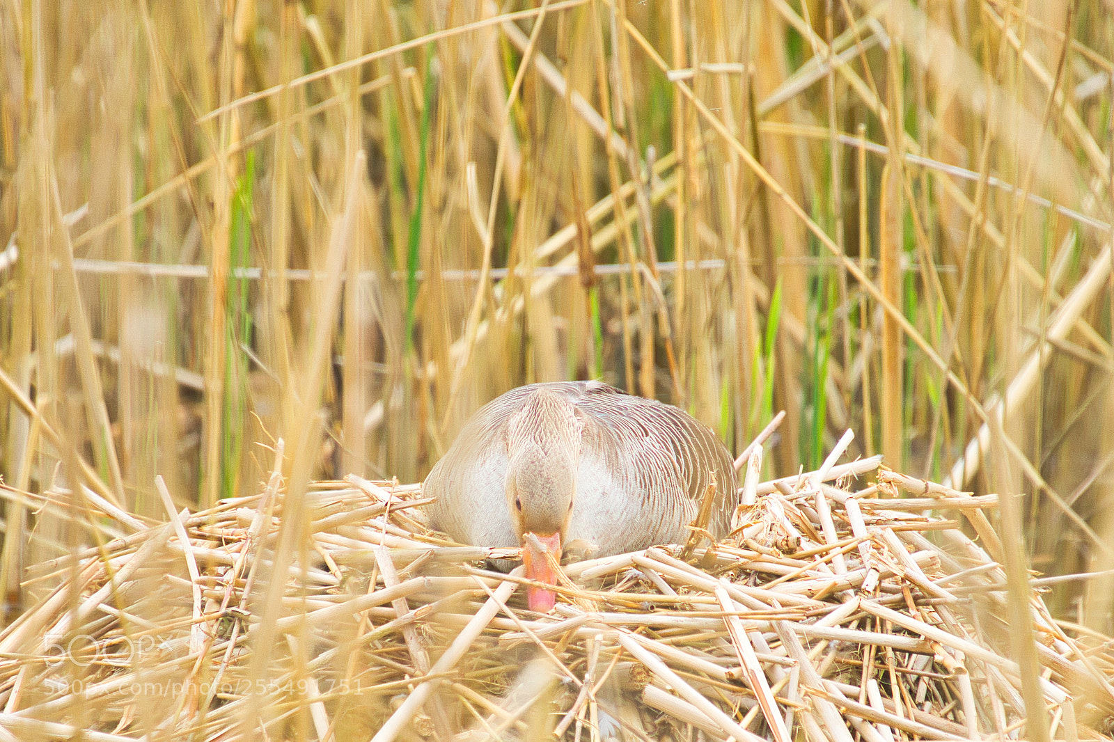 Sony a7 sample photo. Mother goose photography