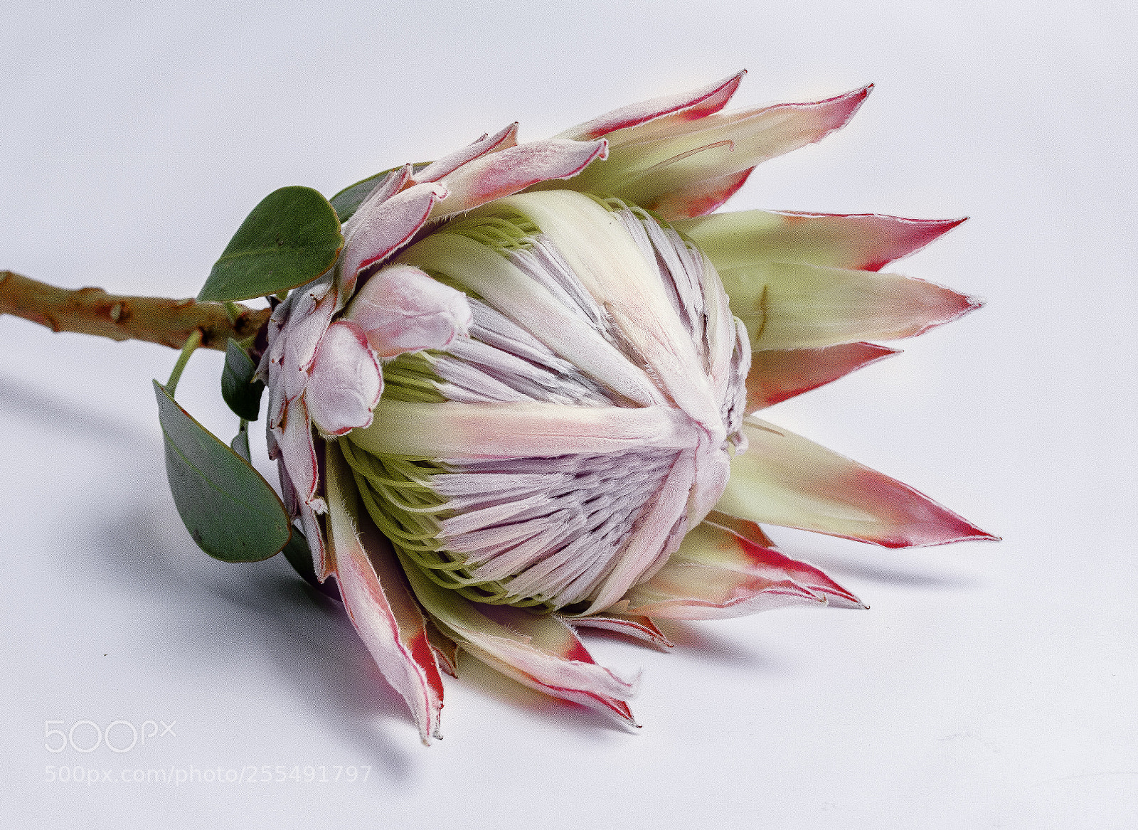 Canon EOS 760D (EOS Rebel T6s / EOS 8000D) sample photo. King protea photography