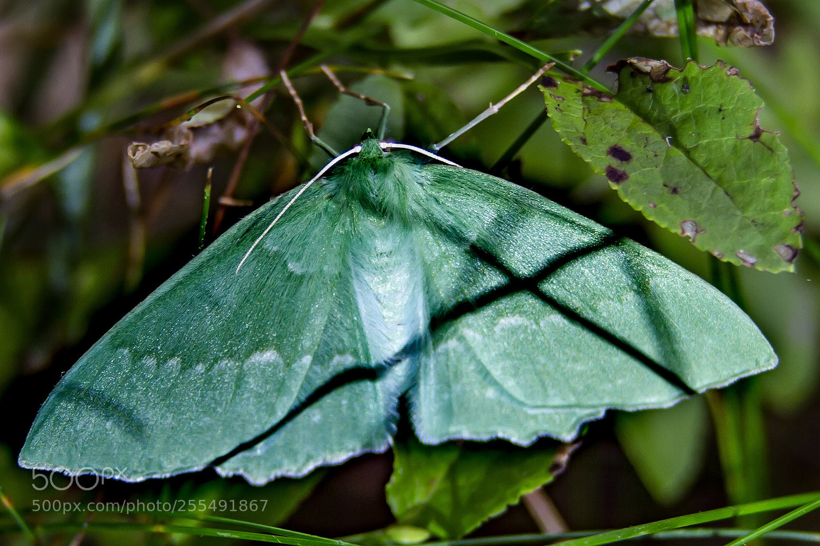Canon EOS 7D sample photo. Green! photography