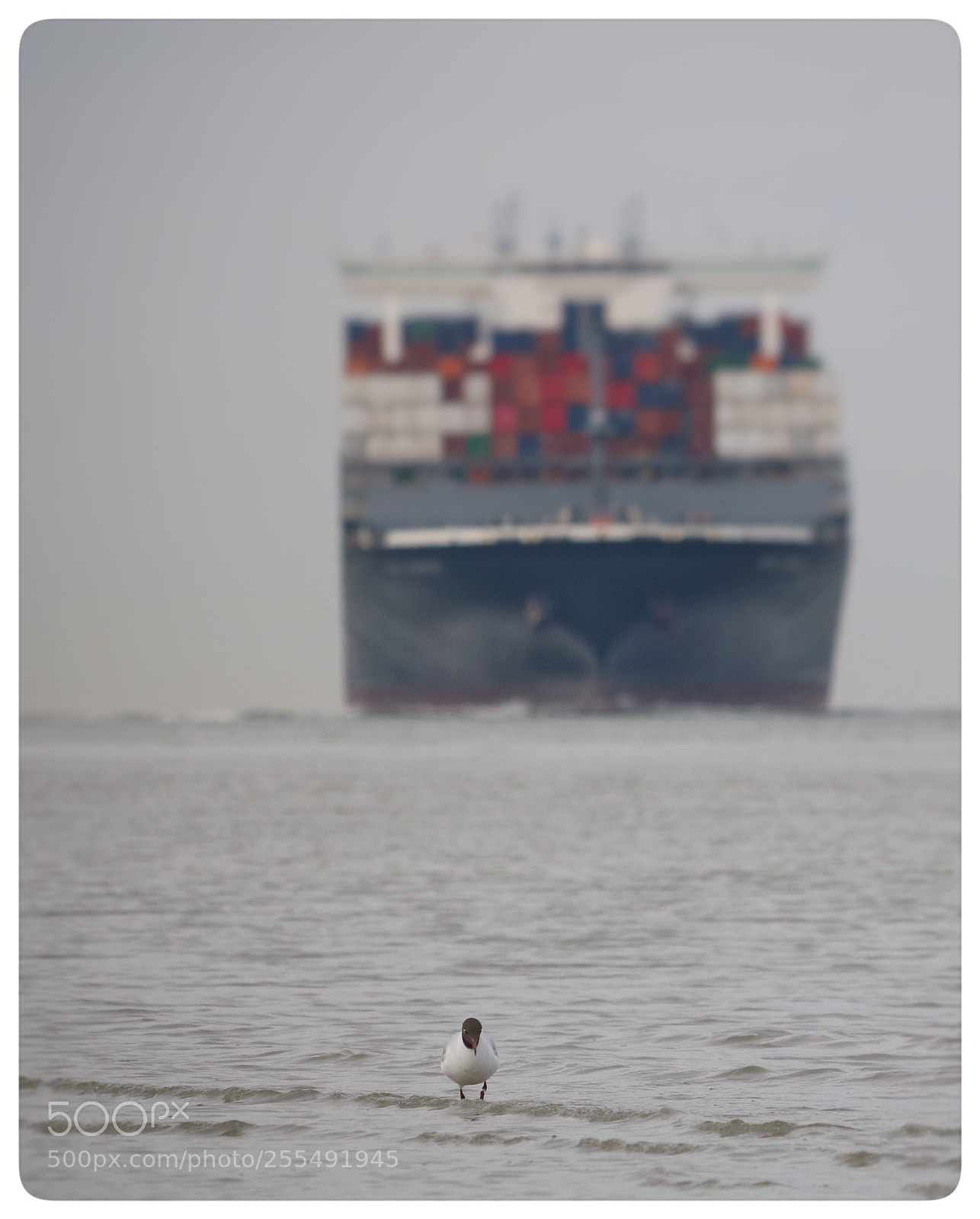 Canon EOS 750D (EOS Rebel T6i / EOS Kiss X8i) sample photo. Big boat coming... photography