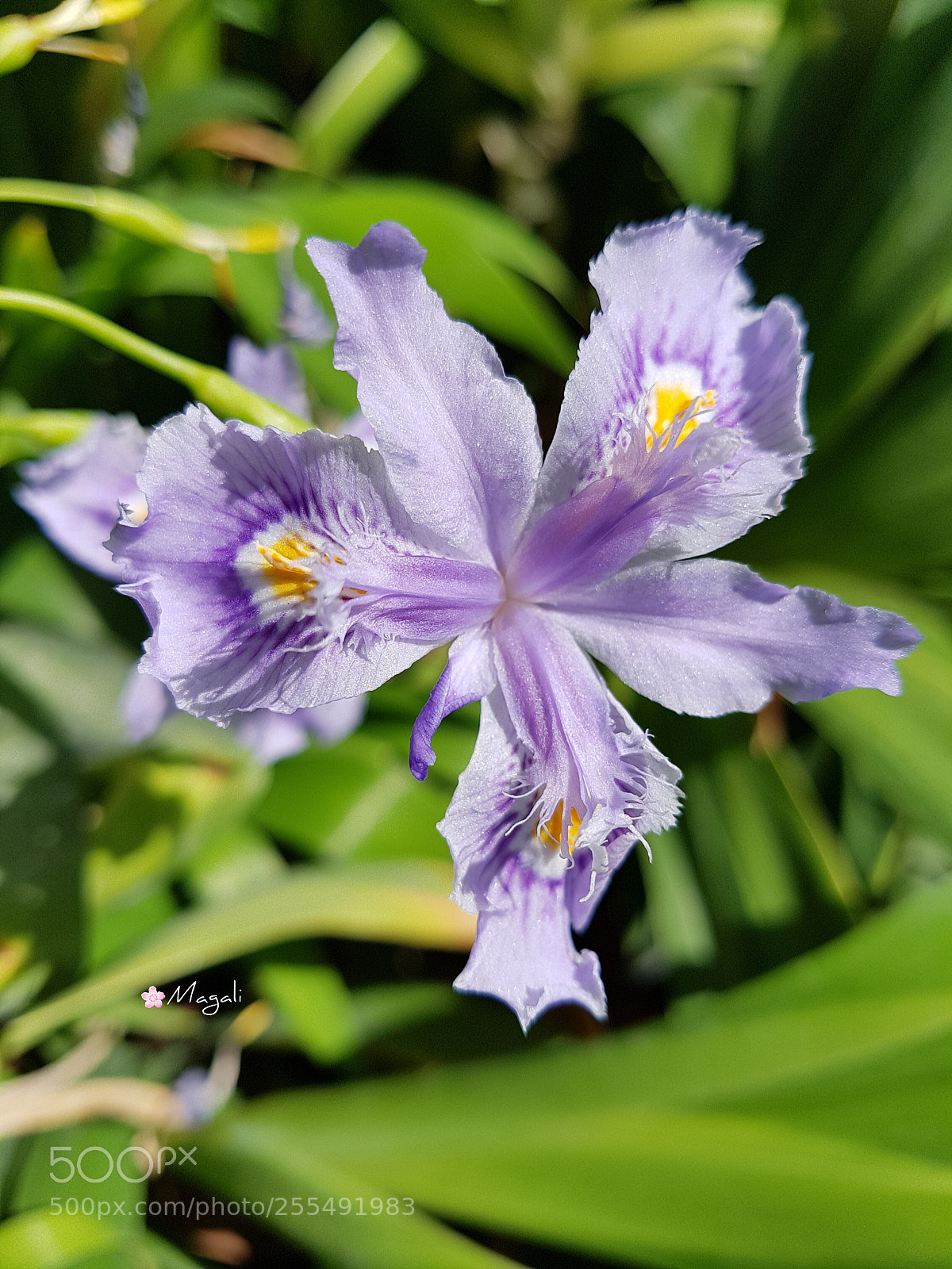 Samsung Galaxy S7 sample photo. Iris japonica photography
