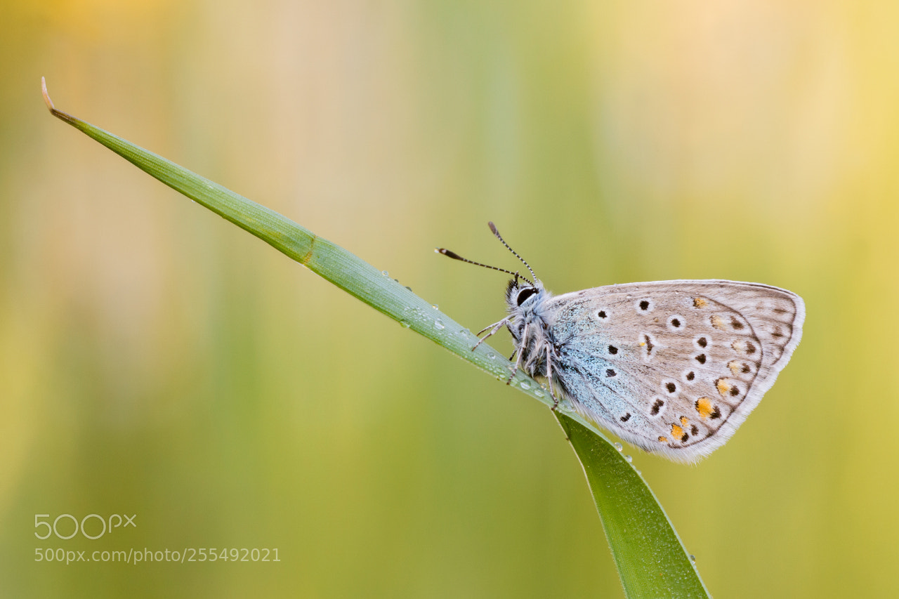 Canon EOS 60D sample photo. Common blue photography