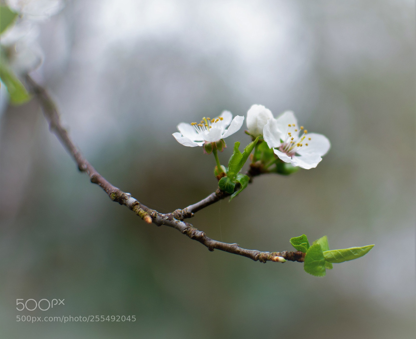 Nikon D3300 sample photo. In bloom... photography