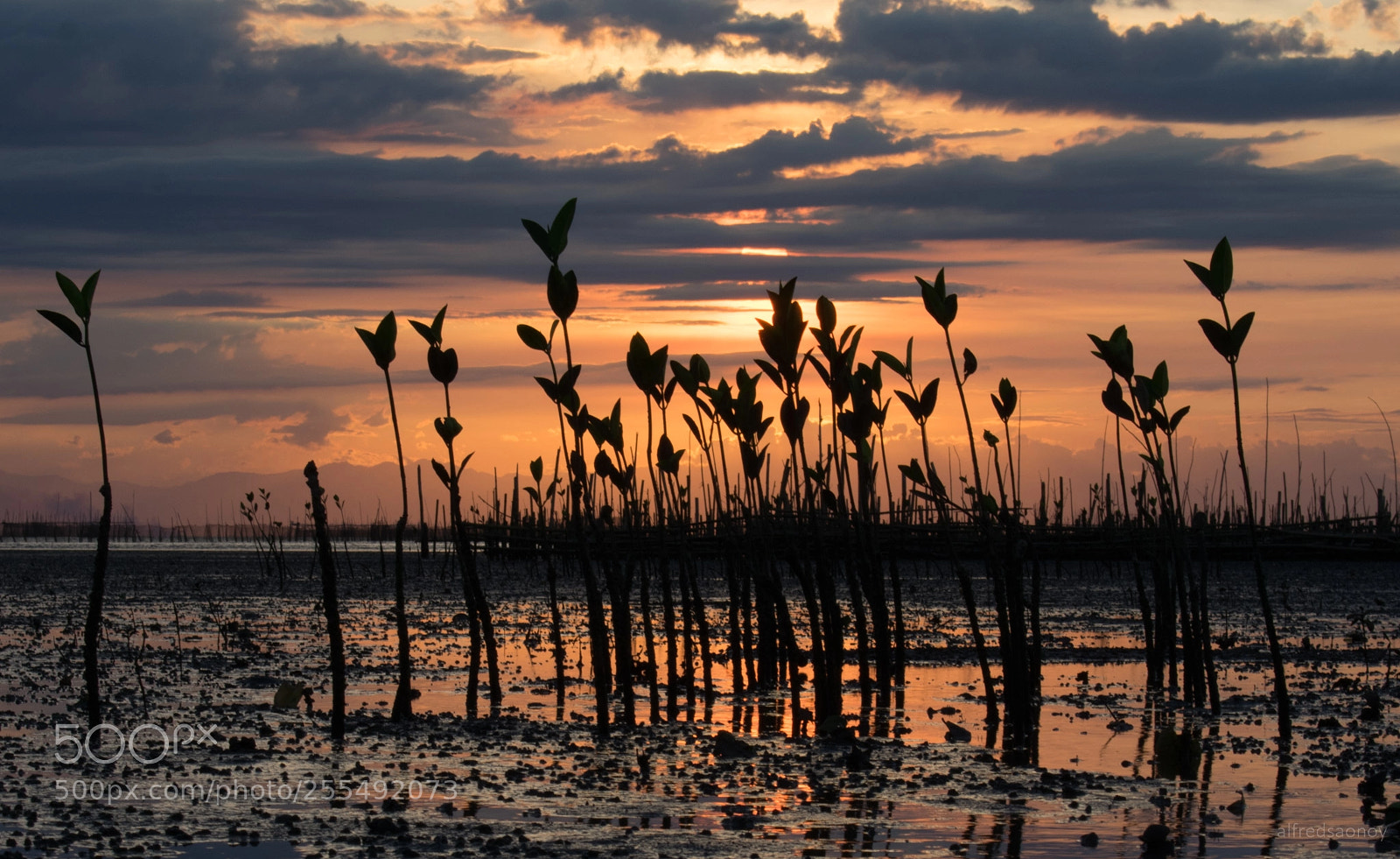 Nikon D3400 sample photo. Mangrove eco park located photography