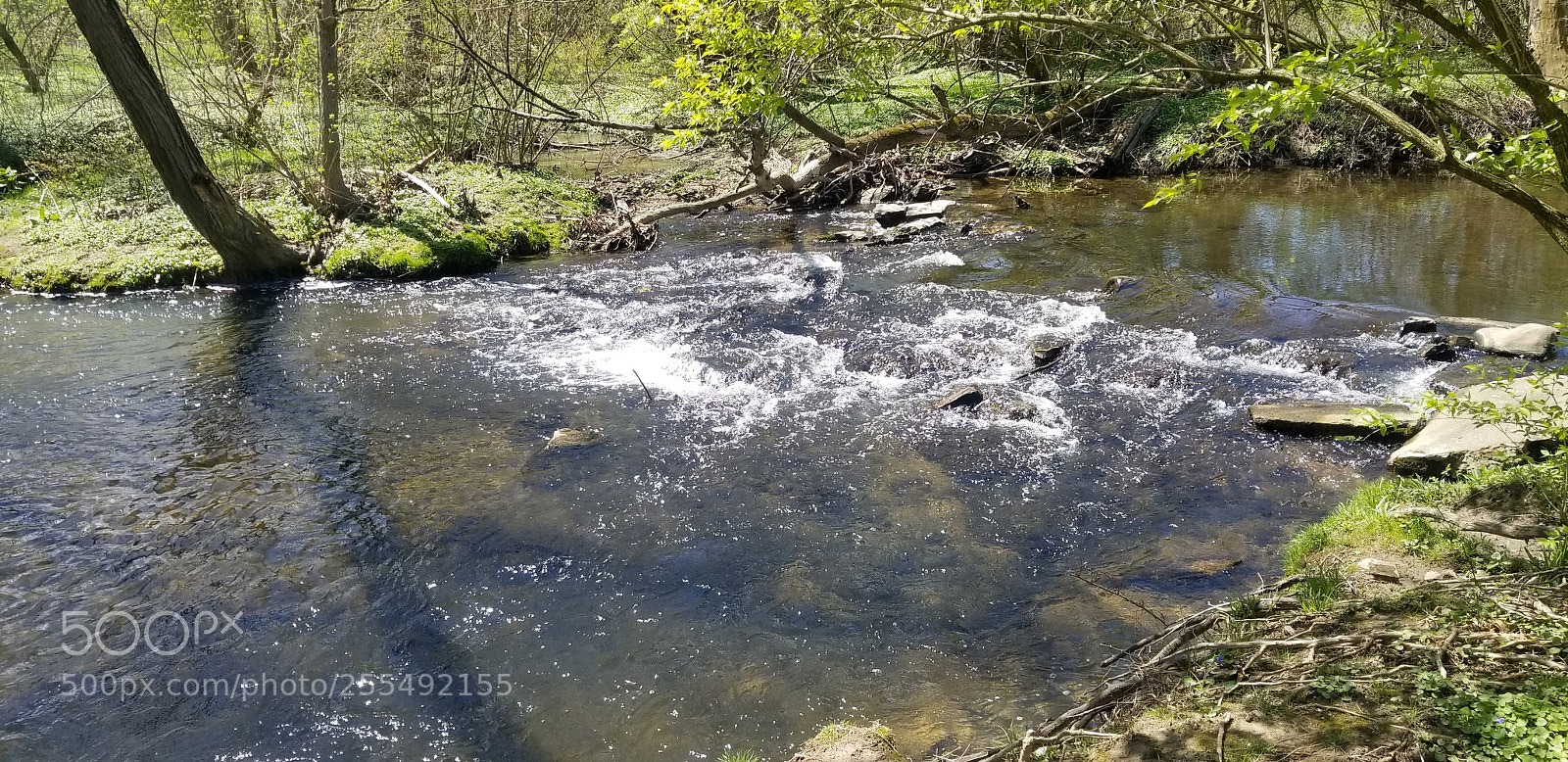 Samsung Galaxy S8 sample photo. Nature, flowers, beautiful scenery photography