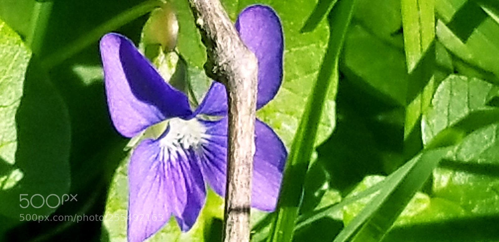 Samsung Galaxy S8 sample photo. Nature, flowers, beautiful scenery photography