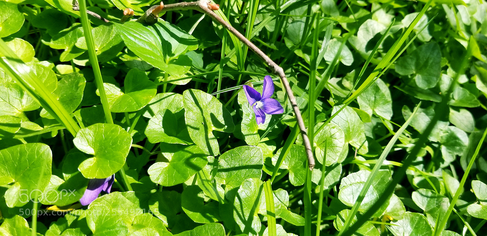 Samsung Galaxy S8 sample photo. Nature, flowers, beautiful scenery photography