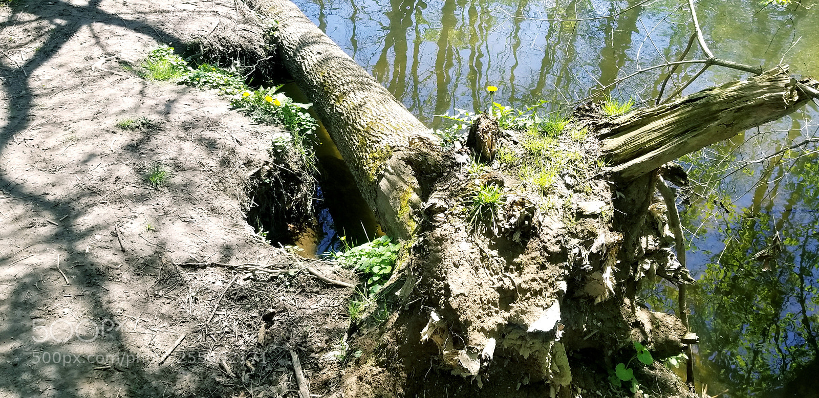 Samsung Galaxy S8 sample photo. Nature, flowers, beautiful scenery photography