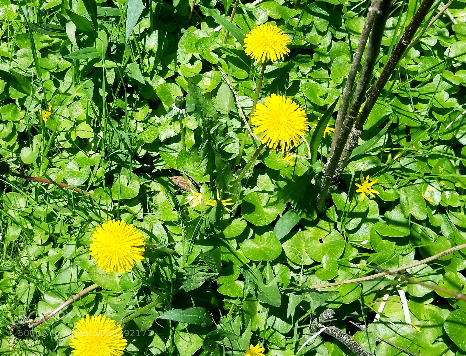 Samsung Galaxy S8 sample photo. Nature, flowers, beautiful scenery photography