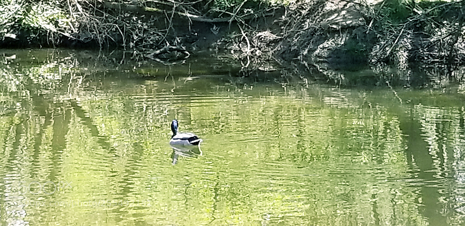 Samsung Galaxy S8 sample photo. Nature, flowers, beautiful scenery photography