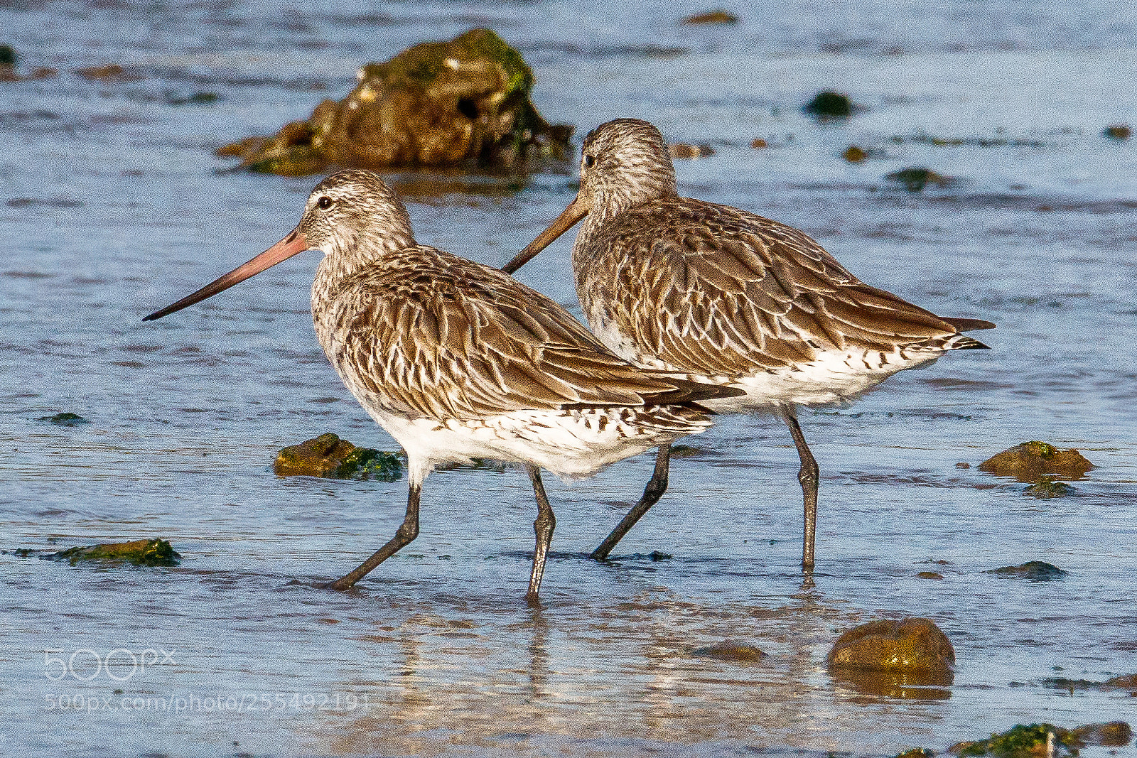 Canon EOS 80D sample photo. Bar-tailed godwit photography