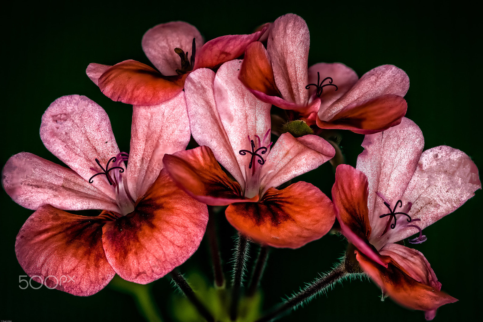 Samsung NX20 sample photo. Flower power photography