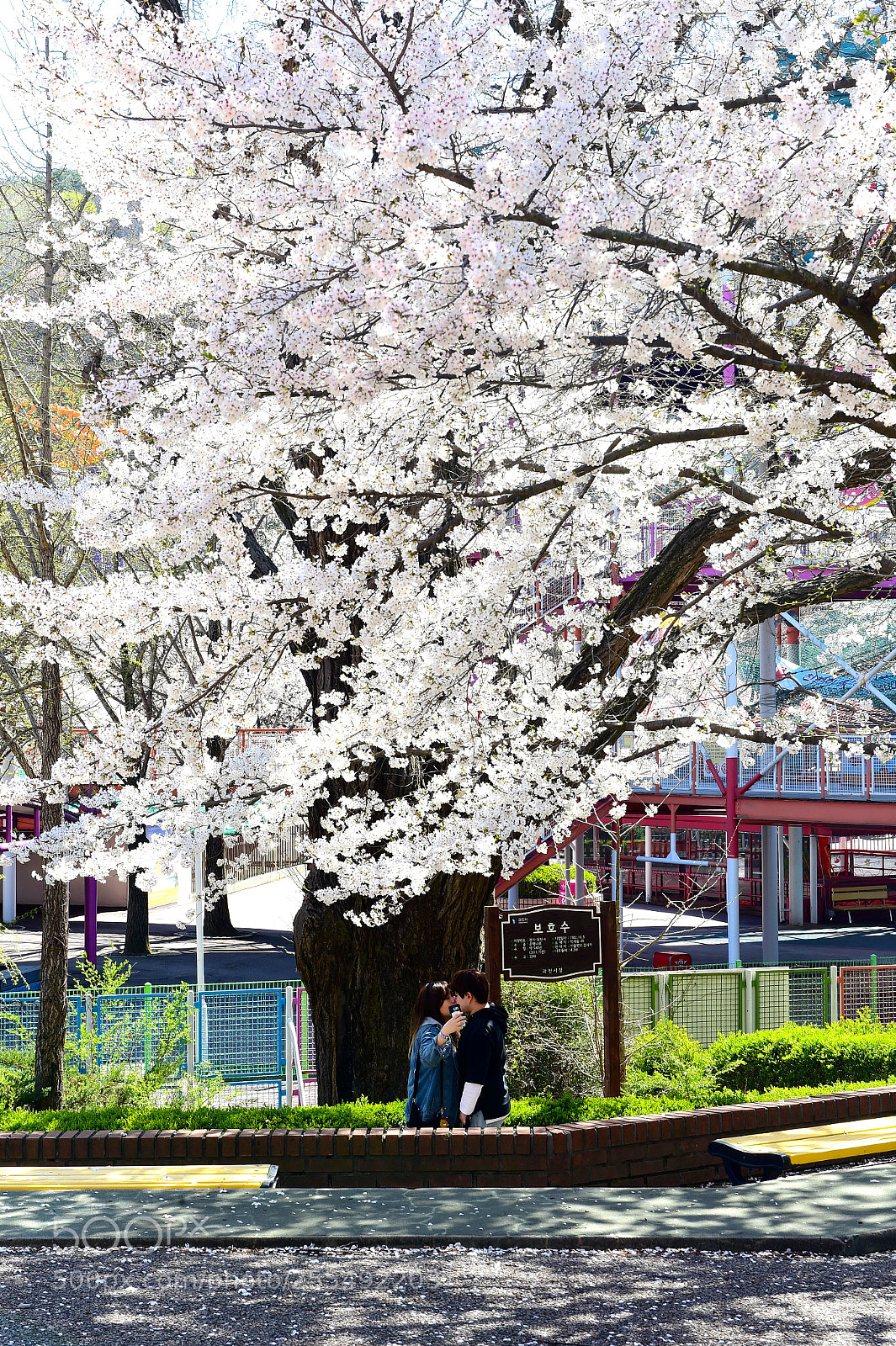 Nikon D4S sample photo. Love in spring photography