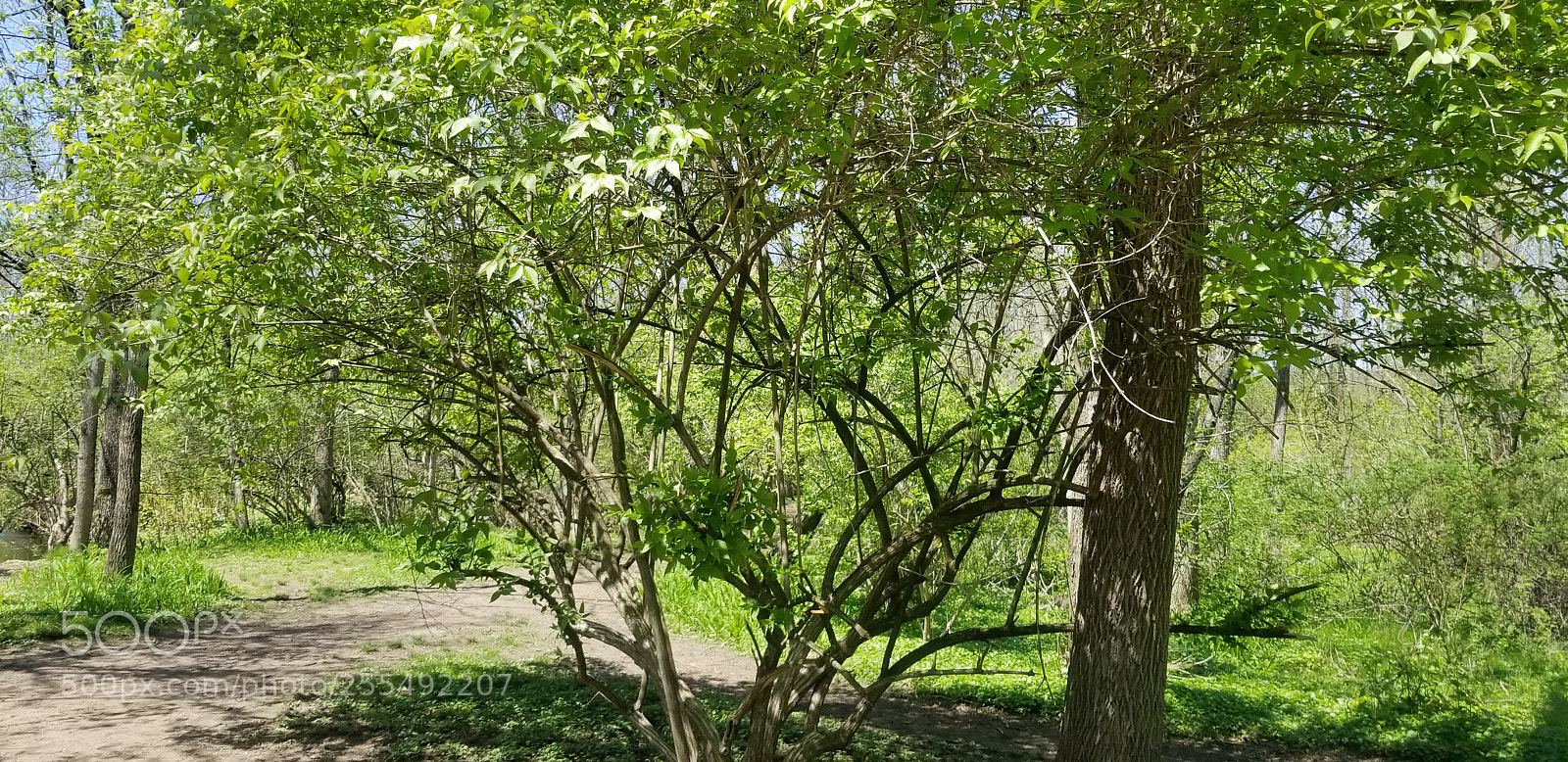 Samsung Galaxy S8 sample photo. Nature, flowers, beautiful scenery photography